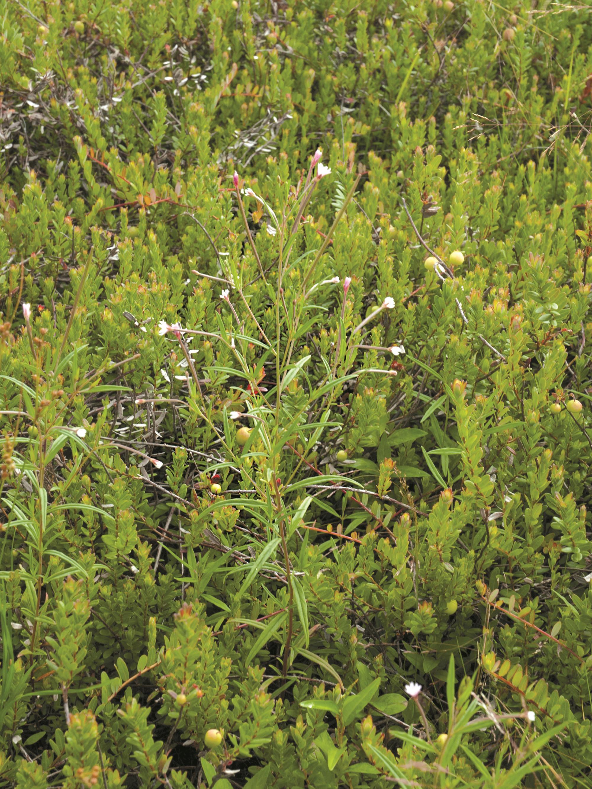 Épilobe leptophylle (Epilobium leptophyllum)_1