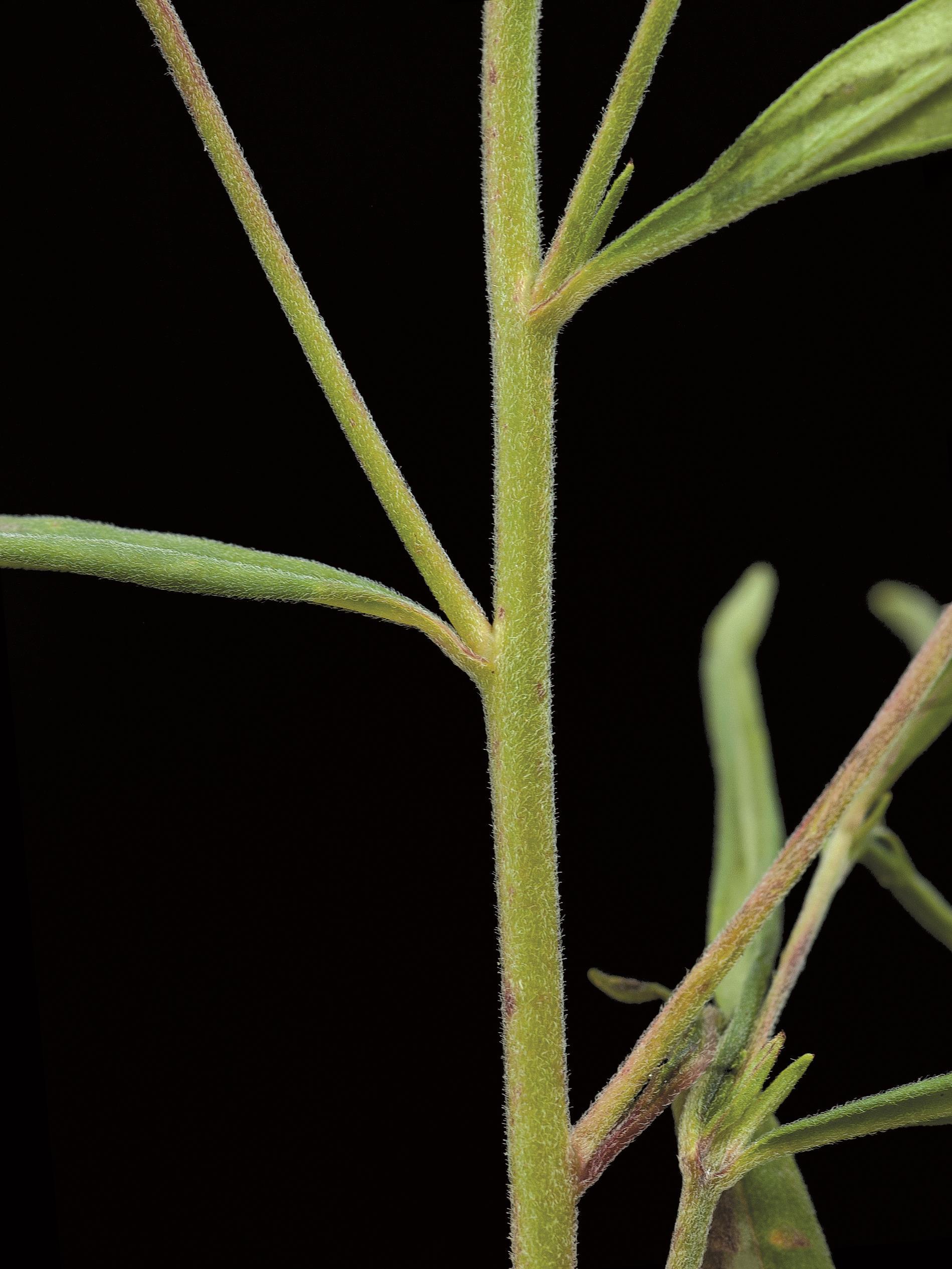 Épilobe leptophylle (Epilobium leptophyllum)_4