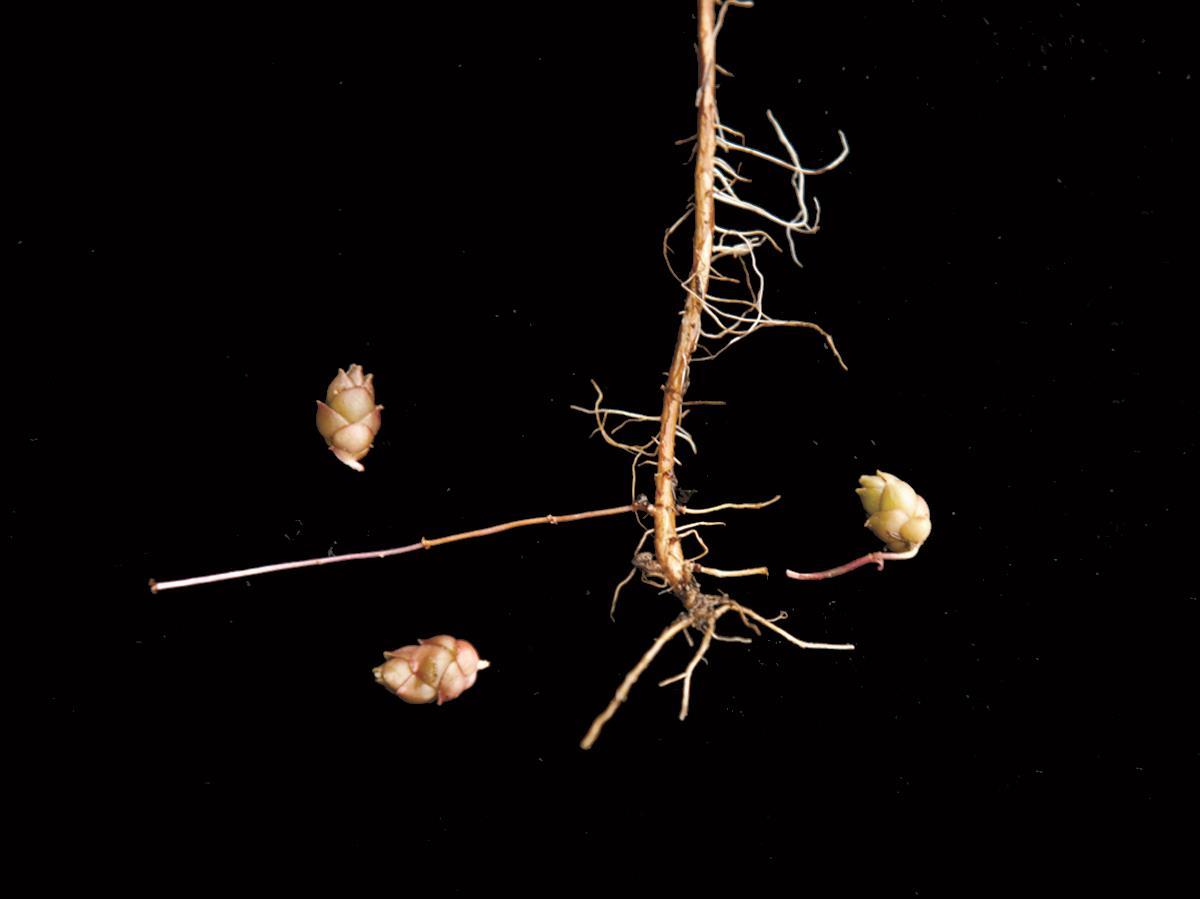 Épilobe leptophylle (Epilobium leptophyllum)_7