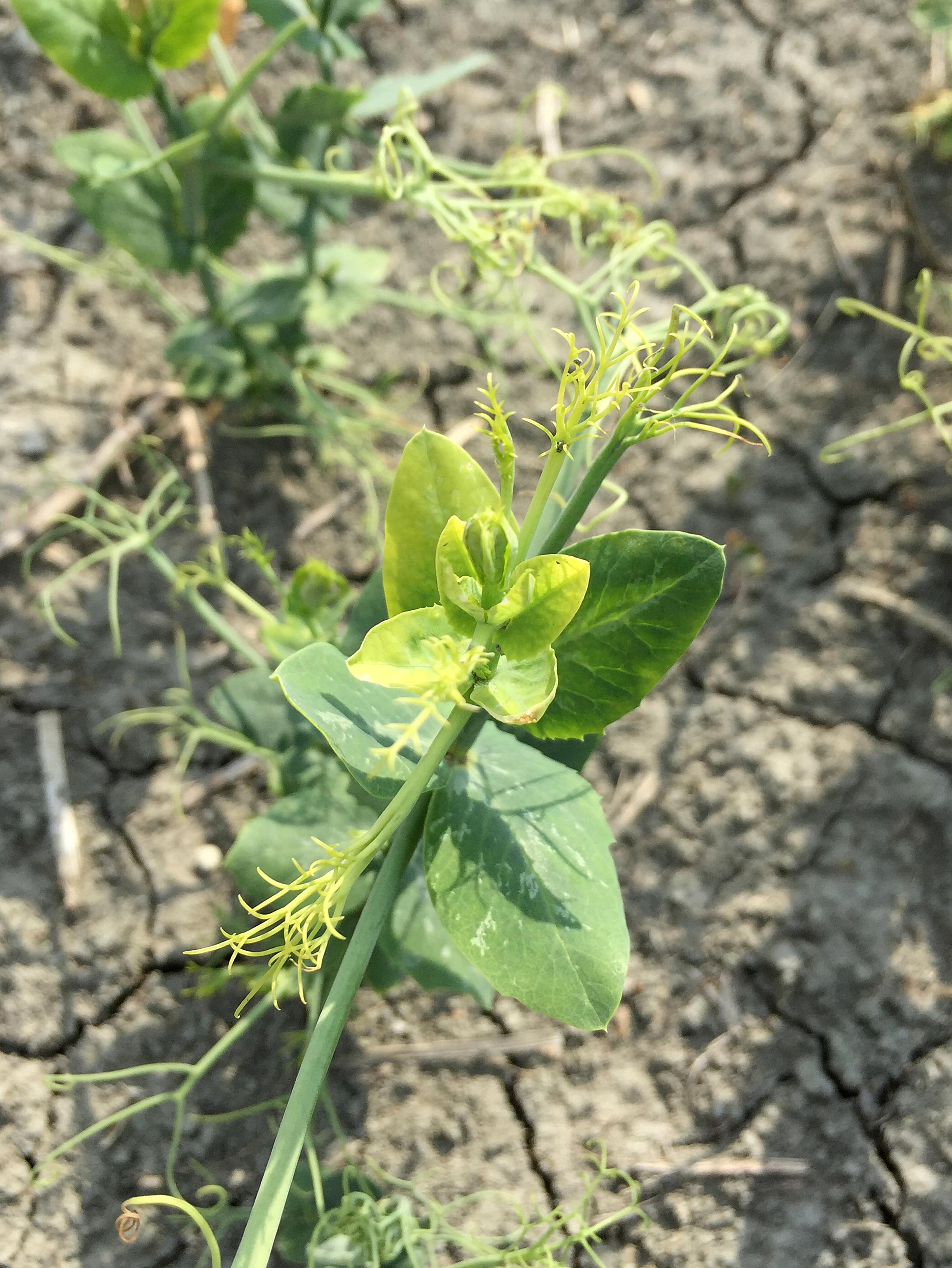 Pois - glyphosate (sel de potassium) (9)_1