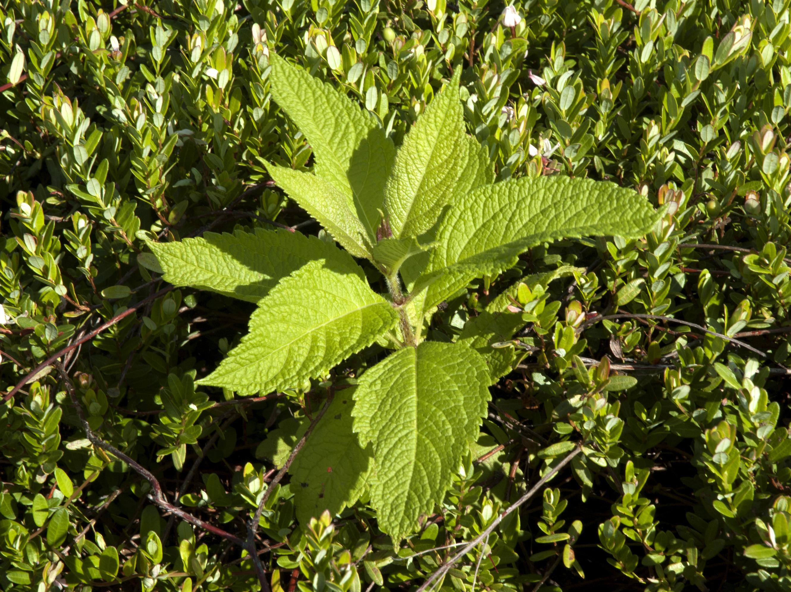Eupatoire maculée (Eutrochium maculatum var. maculatum)_6