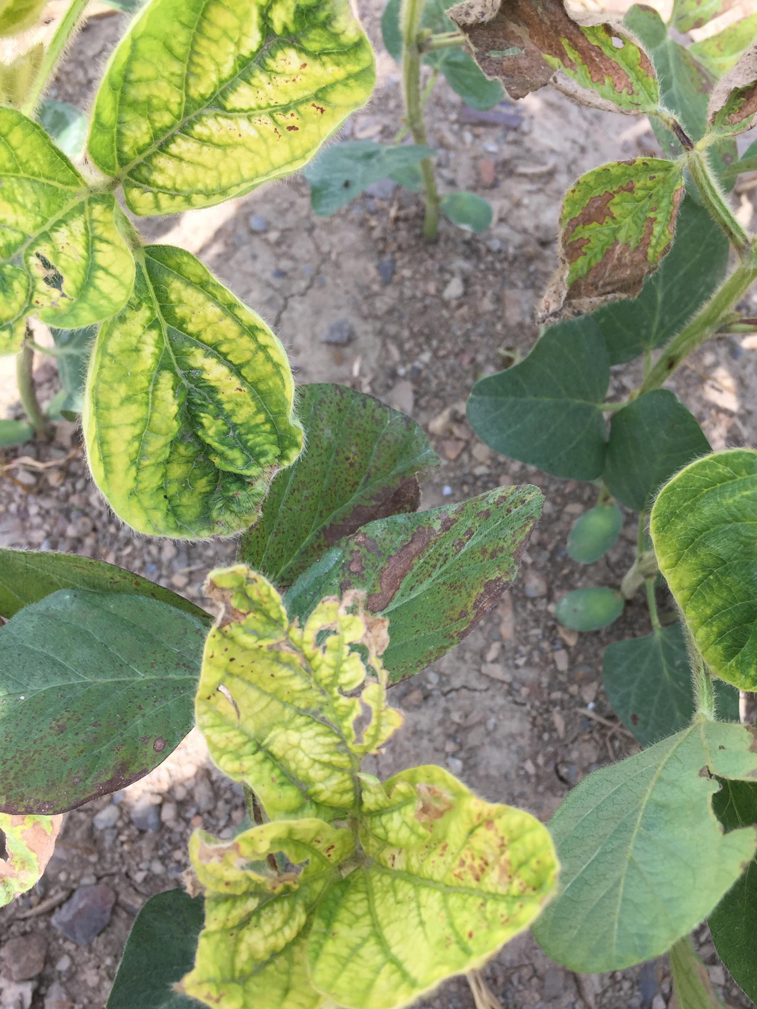 Soya - mésotrione (27)_3
