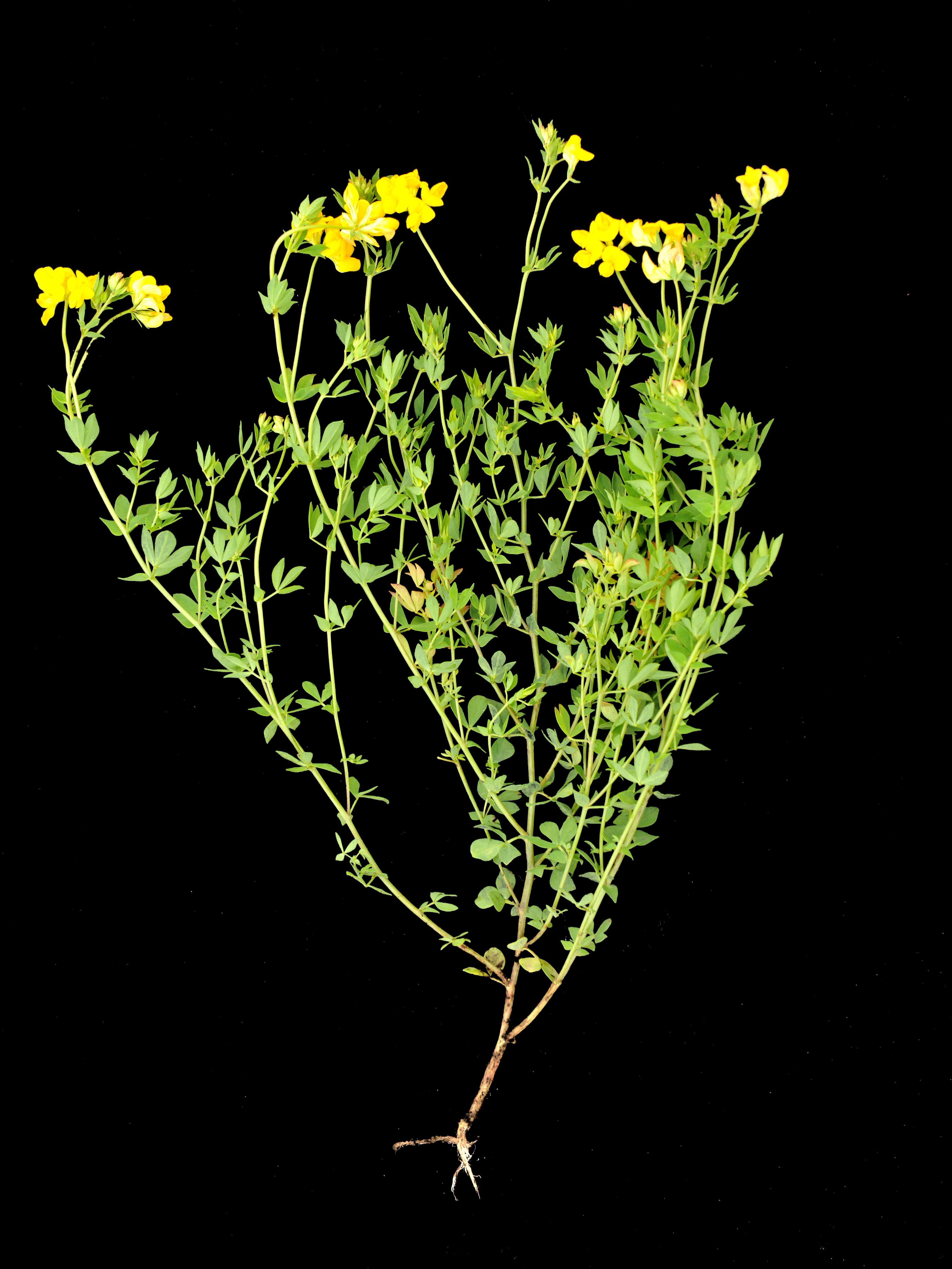 Lotier corniculé (Lotus corniculatus)_3