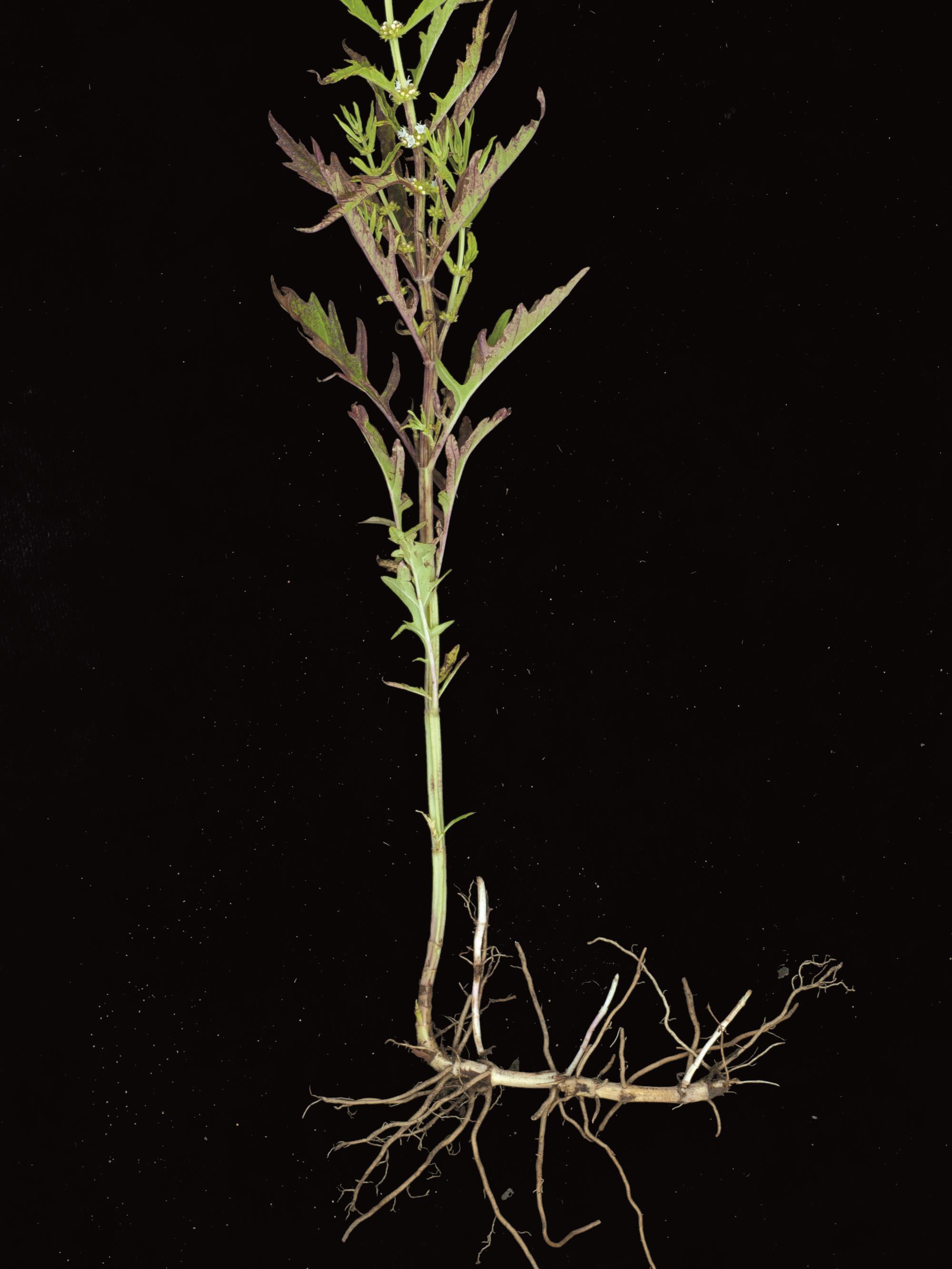Lycope Amérique (Lycopus americanus)_2