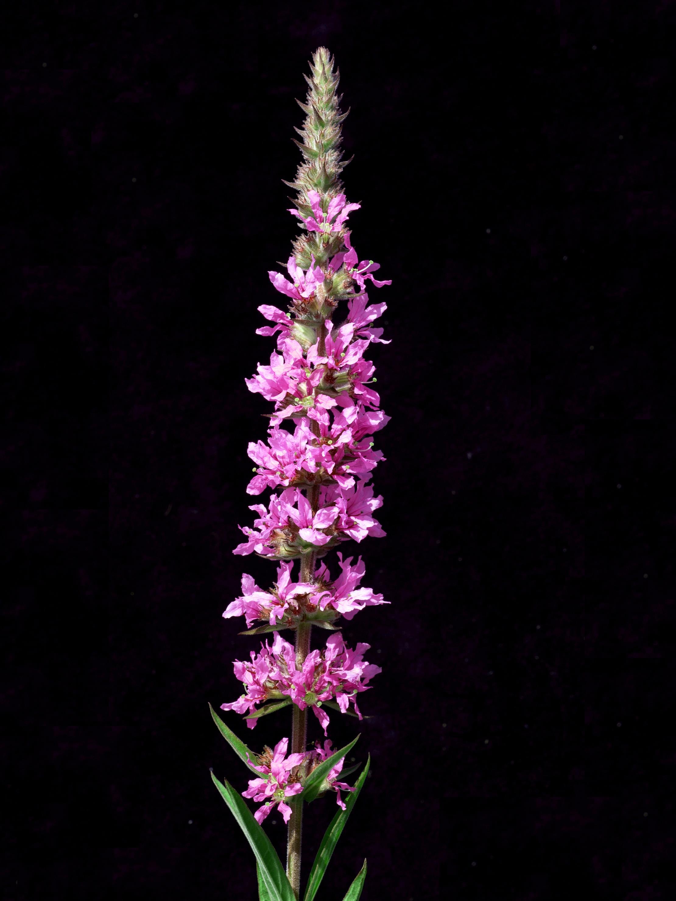 Salicaire commune (Lythrum salicaria)_3