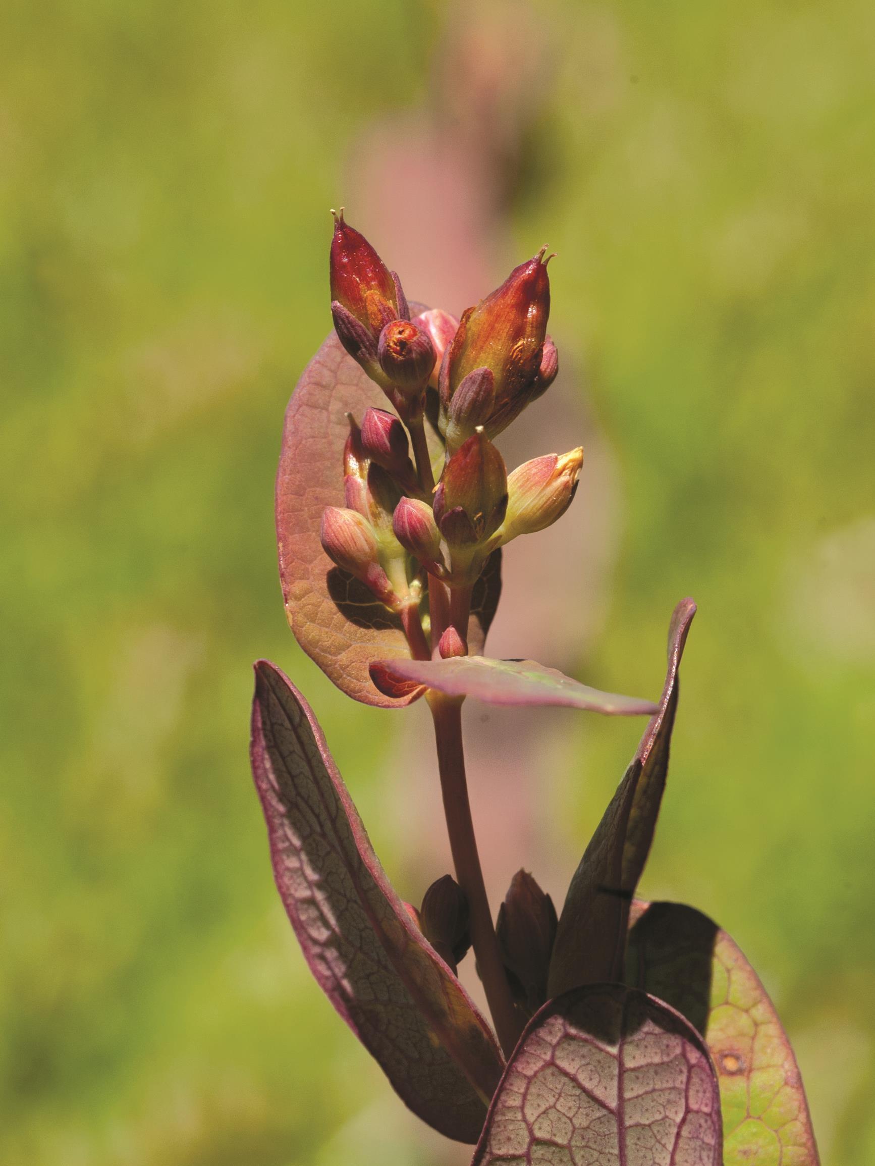 Millepertuis Fraser (Hypericum fraseri)_2