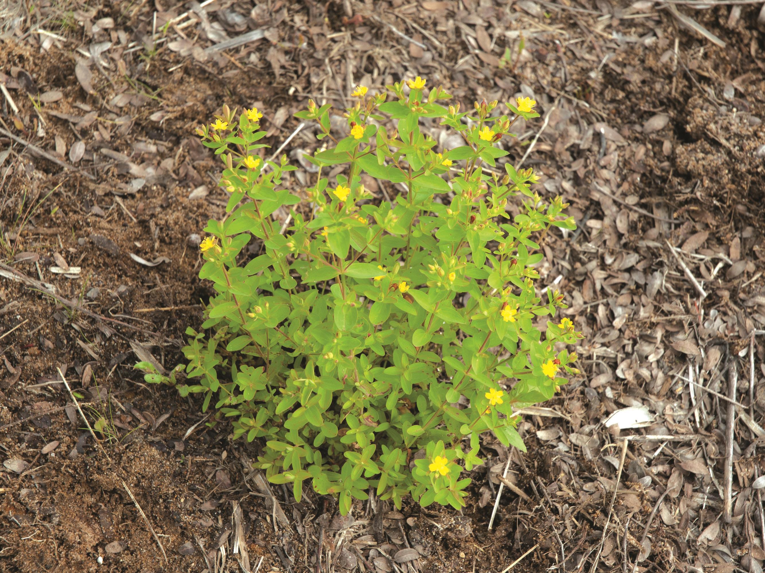 Millepertuis nain (Hypericum mutilum)_1