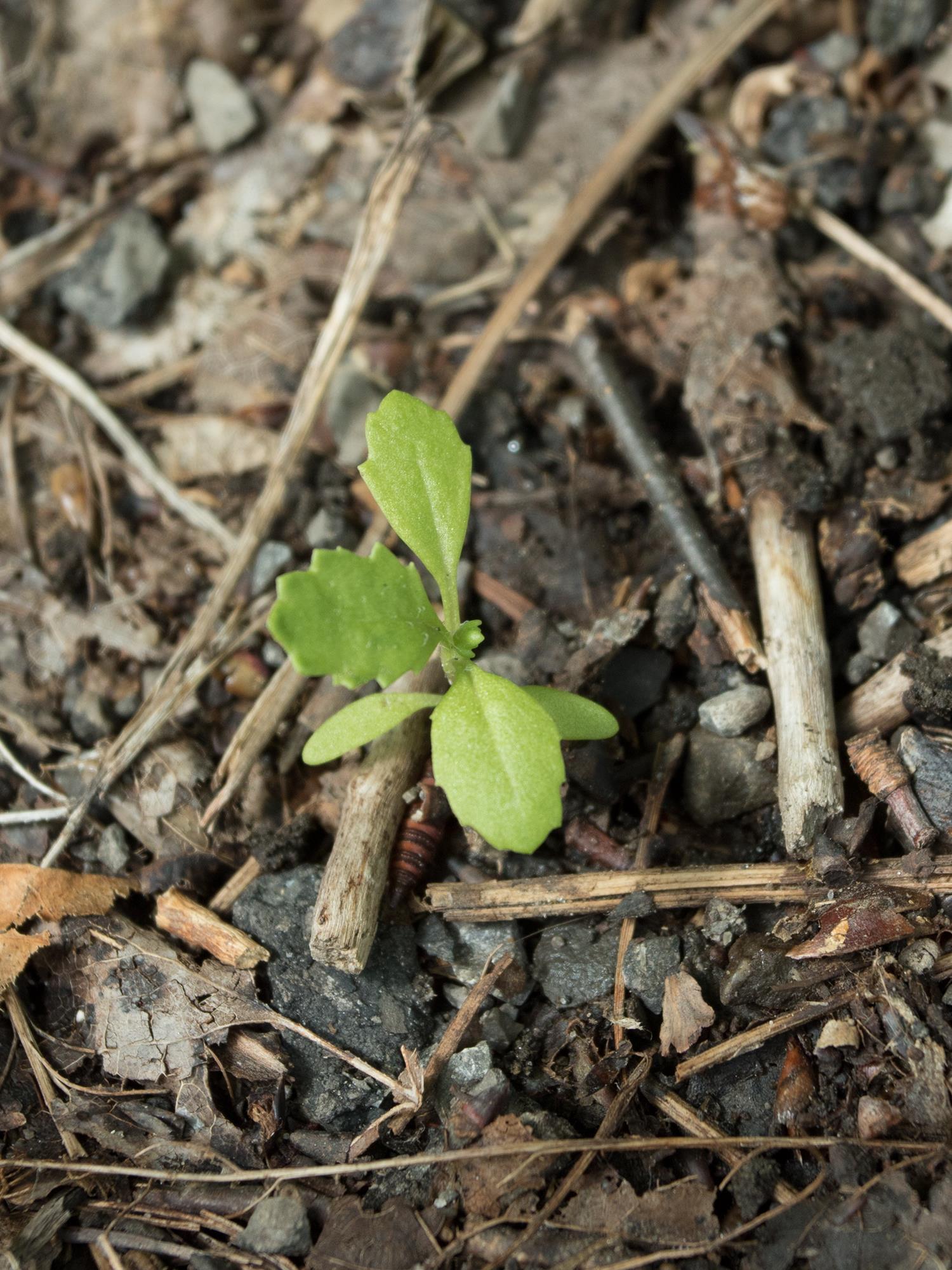 Seneçon vulgaire (Senecio vulgaris)_13