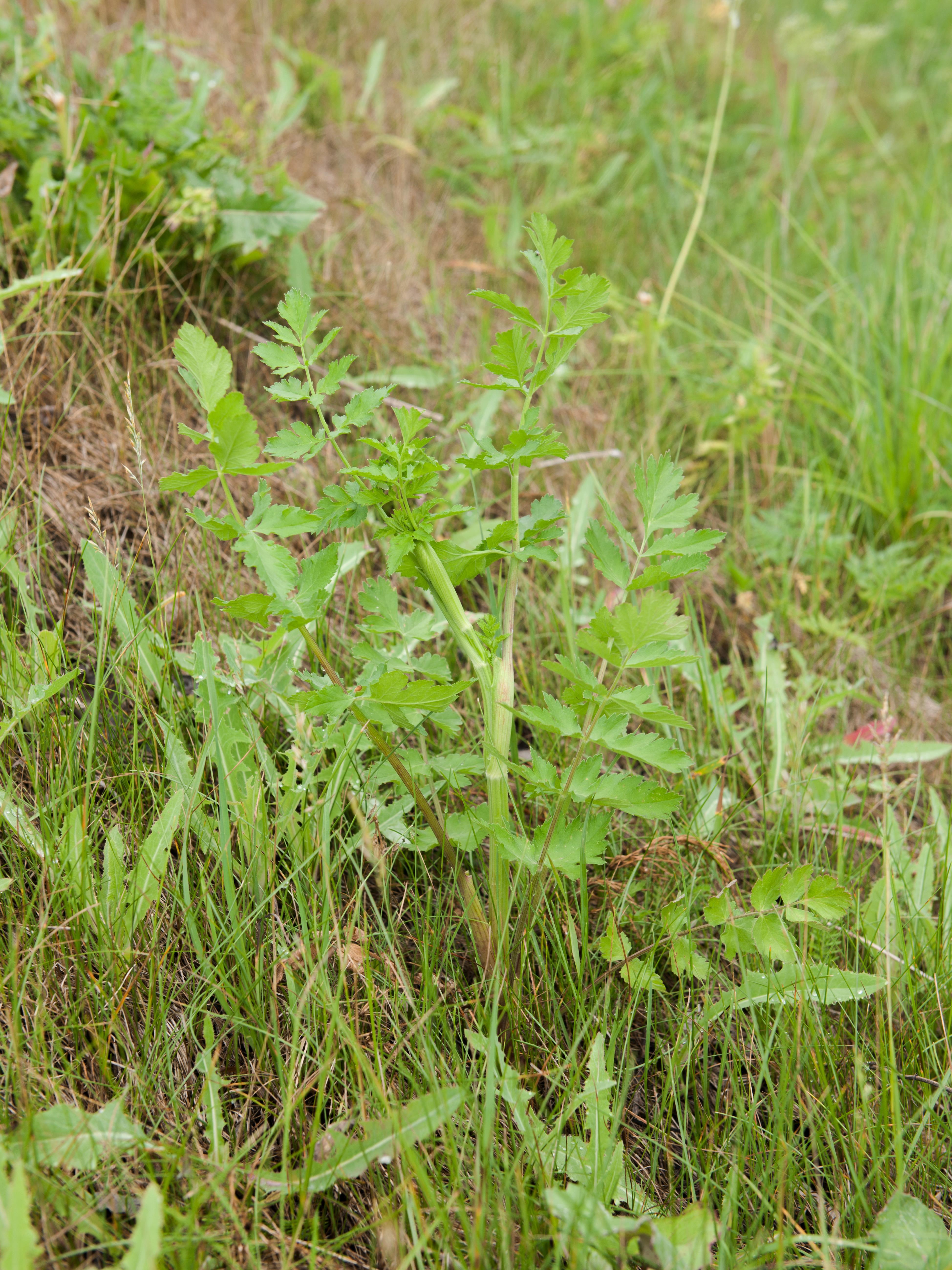 Panais sauvage (Pastinaca sativa)_12
