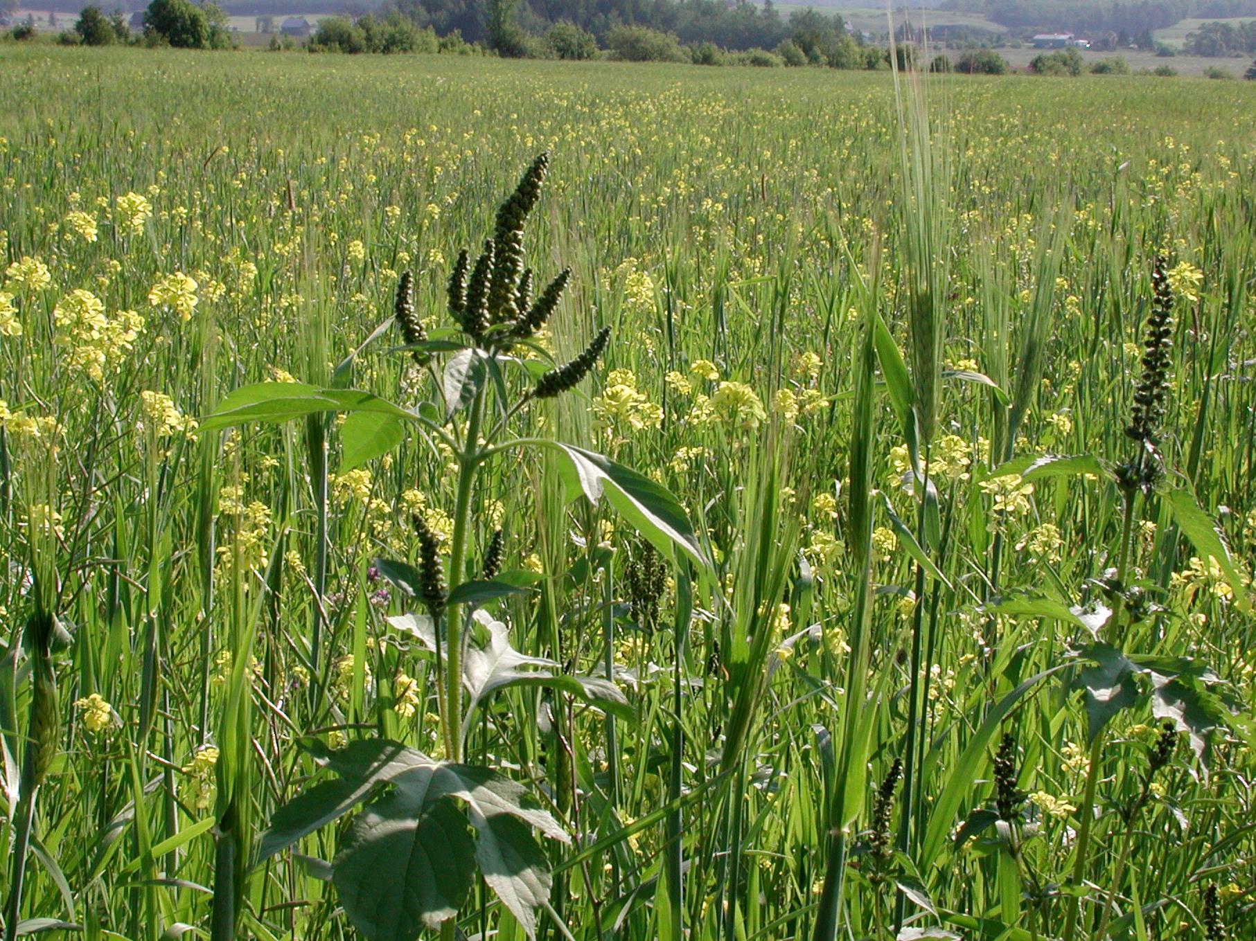 Grande herbe à poux (Ambrosia trifida)_5