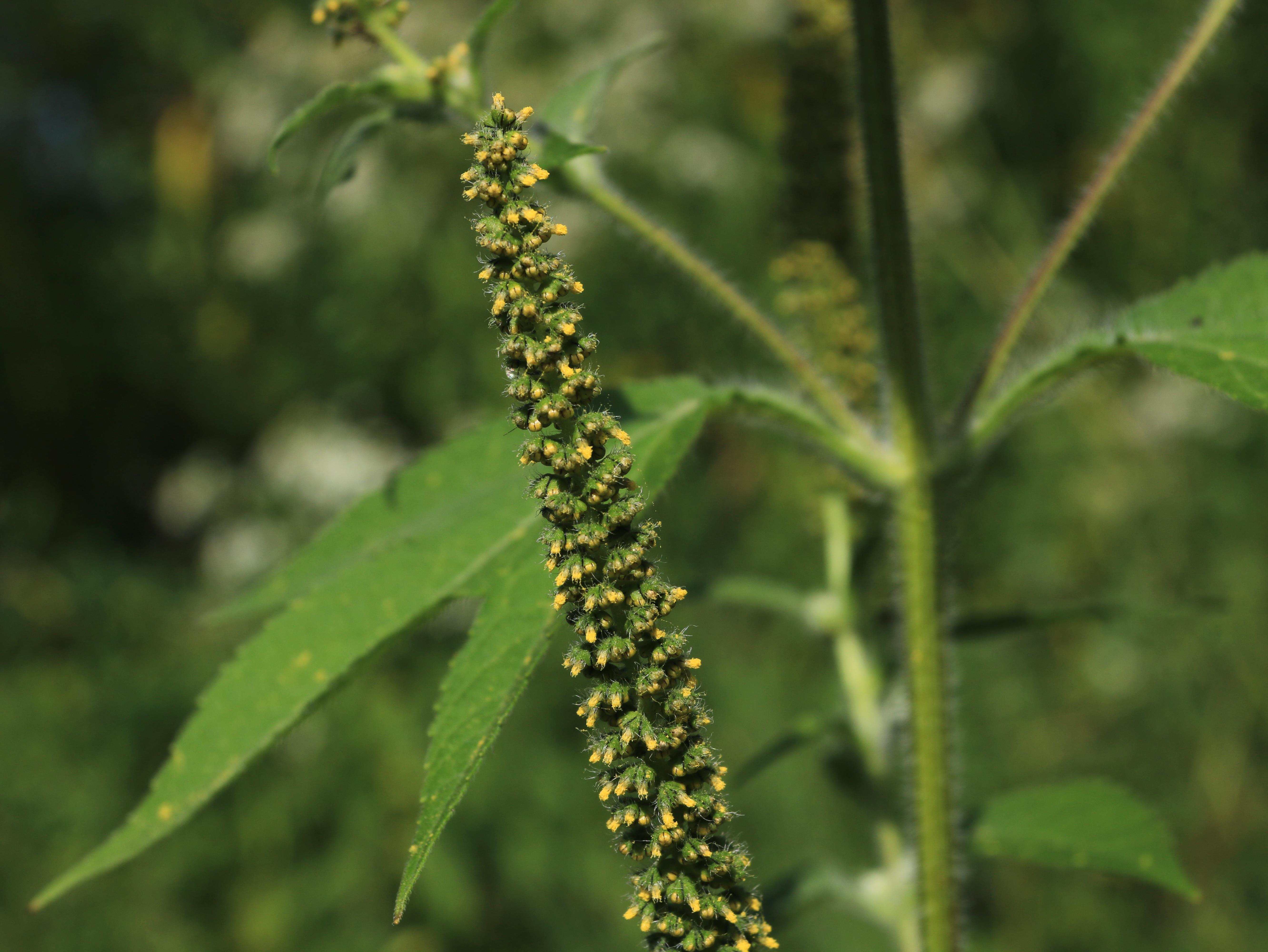Grande herbe à poux (Ambrosia trifida)_18