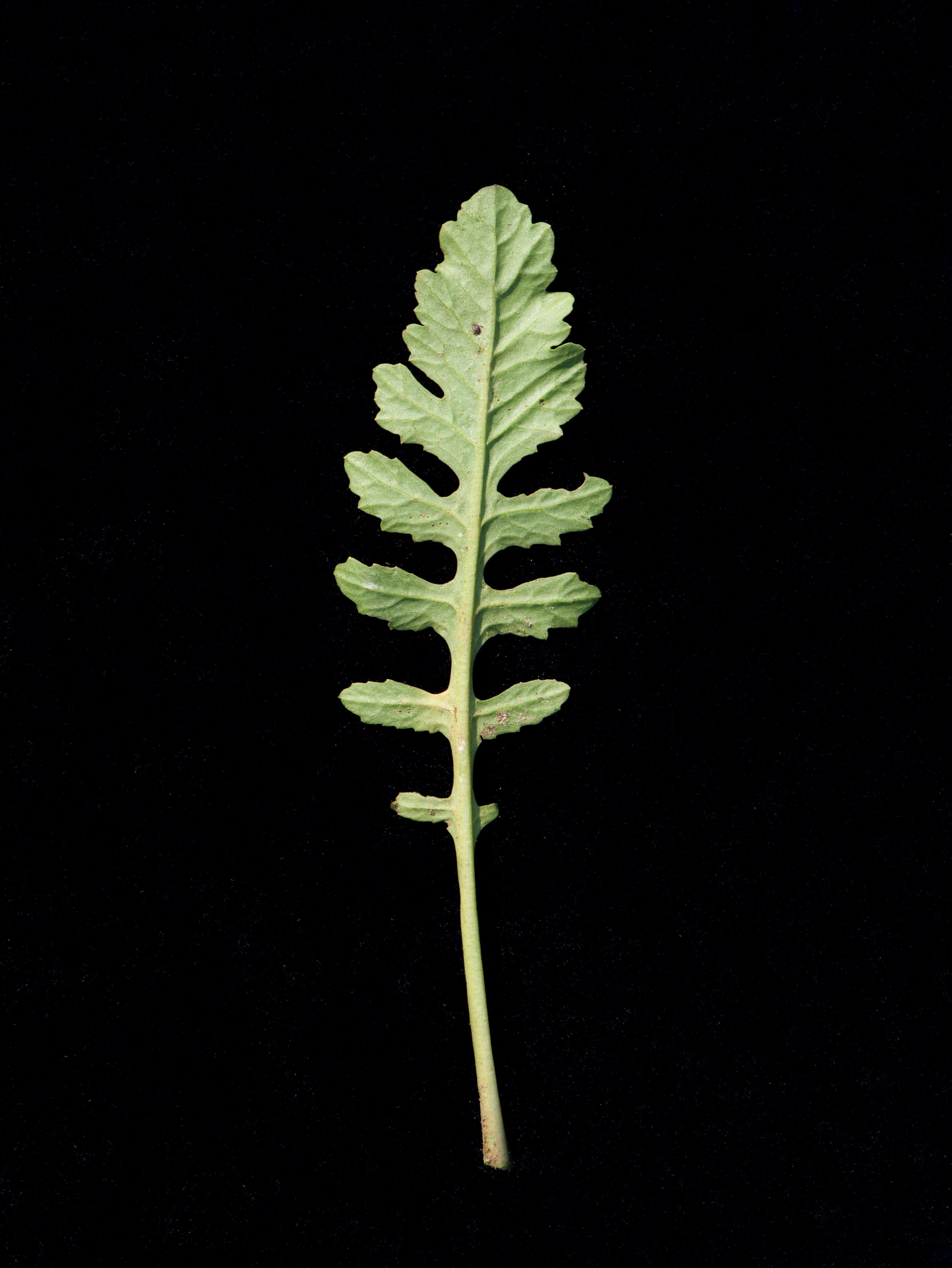 Rorippe marais (Rorippa palustris)_12