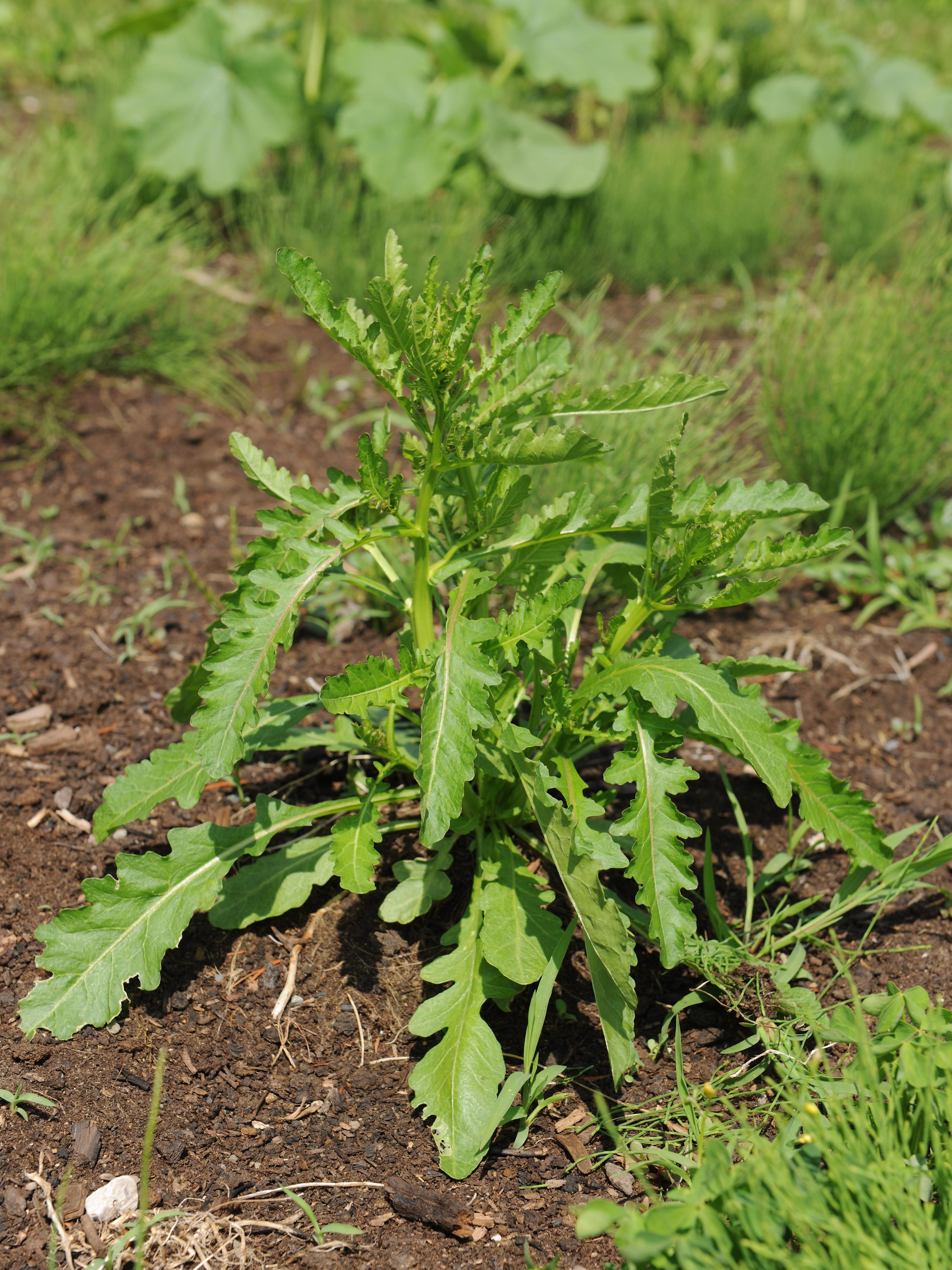 Rorippe marais (Rorippa palustris)_18