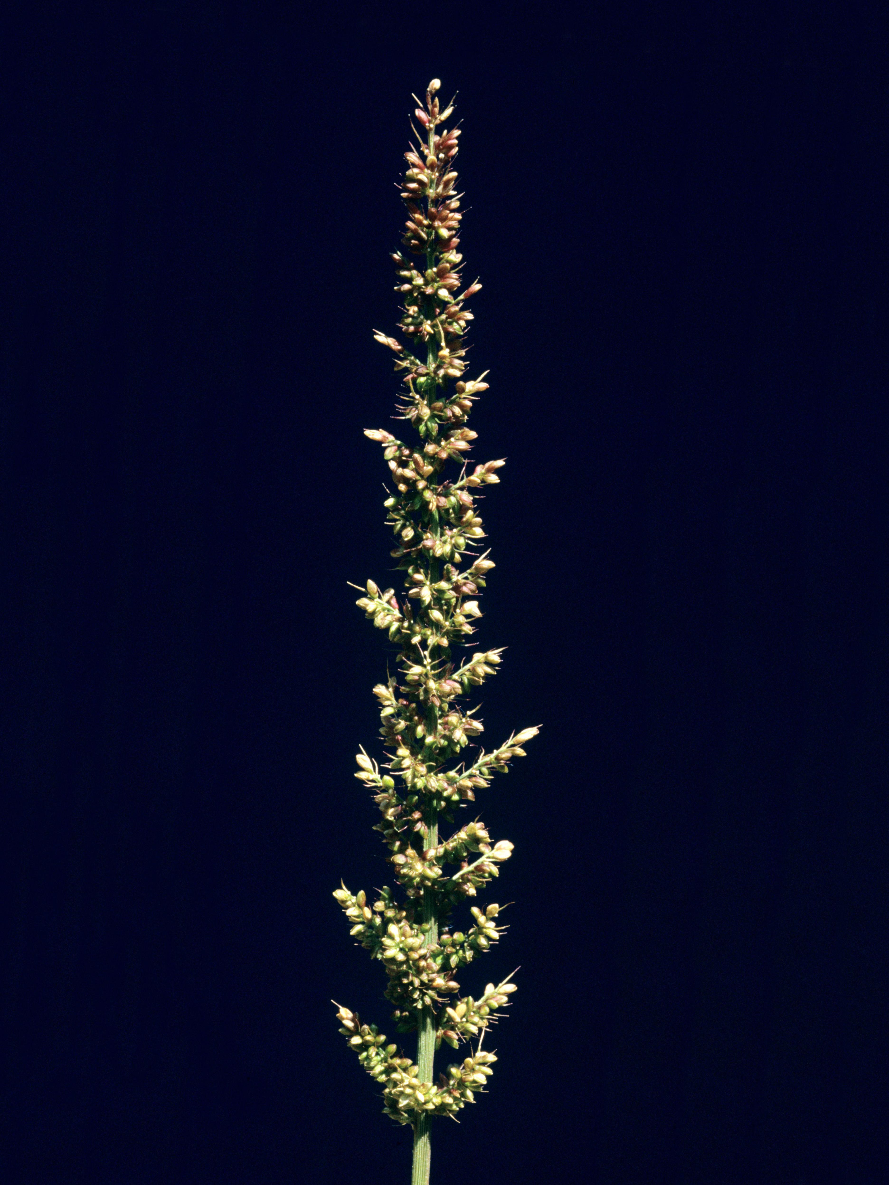 Sétaire verticillée (Setaria verticillata)_2