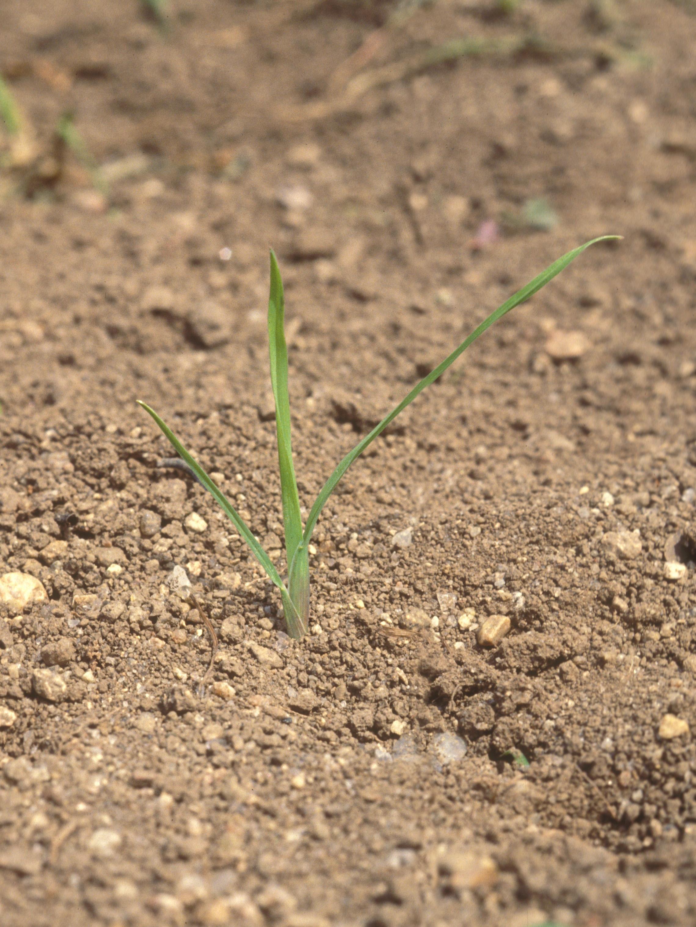 Dactyle pelotonné(Dactylis glomerata)_10