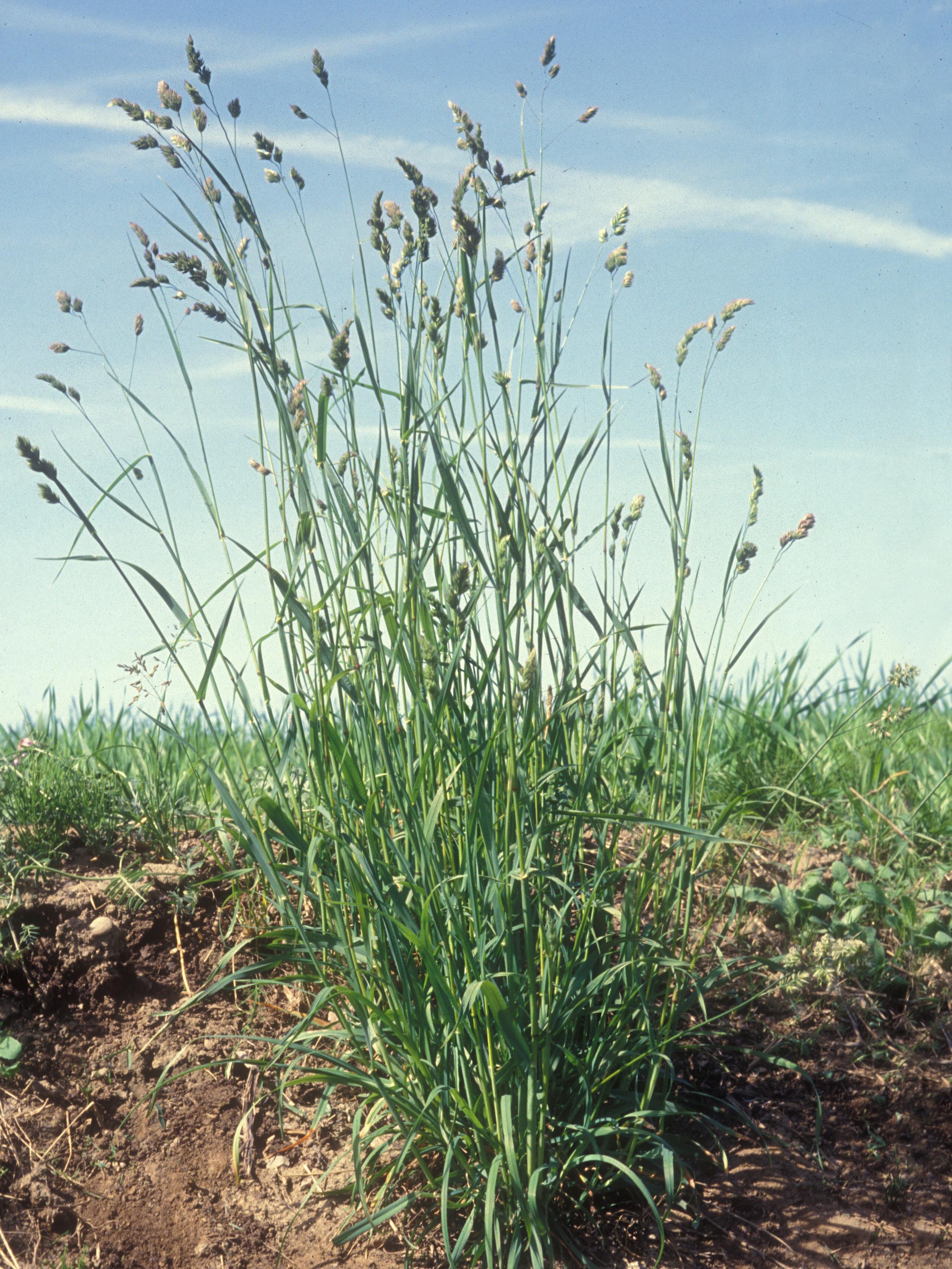 Dactyle pelotonné(Dactylis glomerata)_11