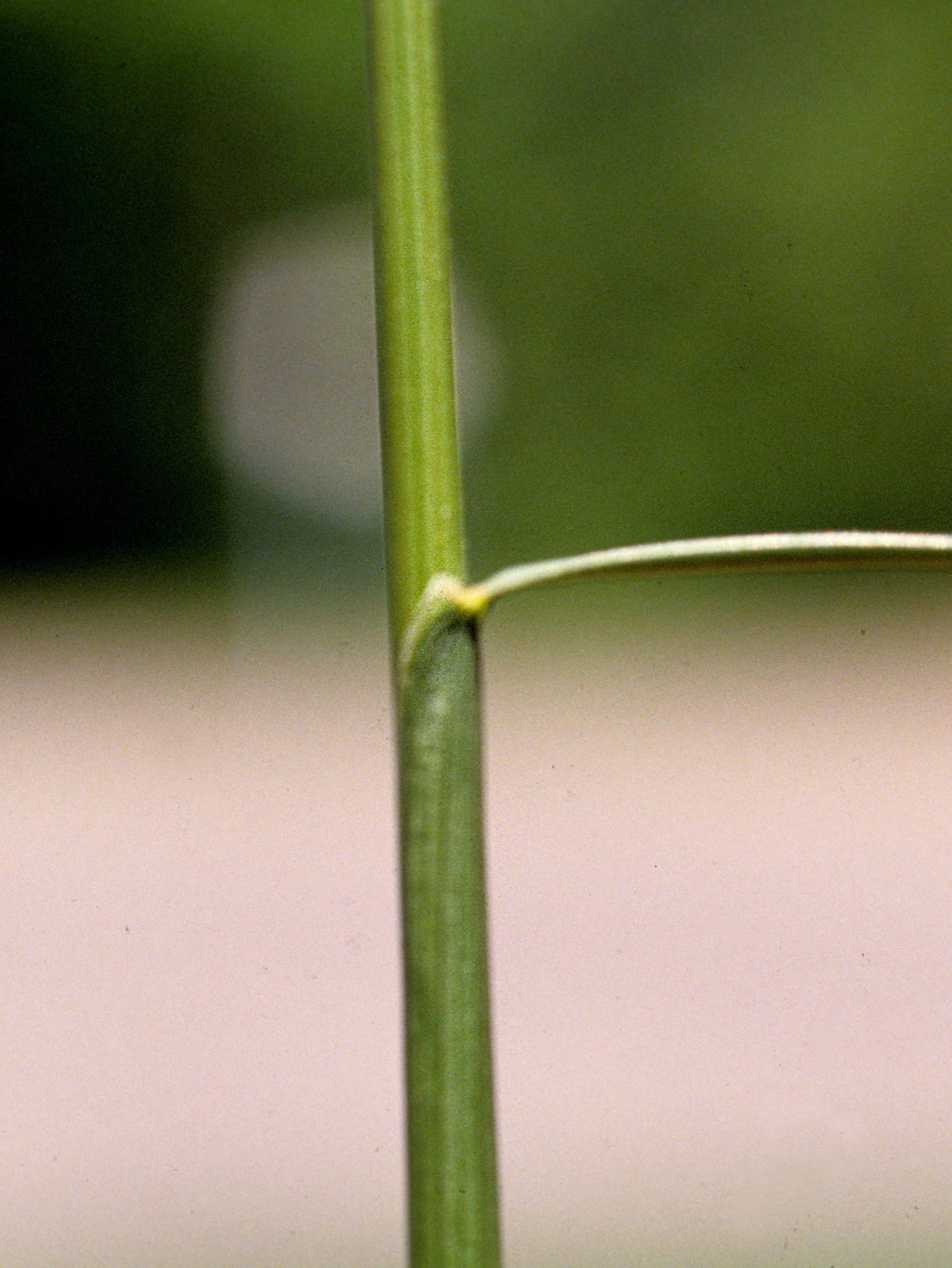 Fétuque rouge (Festuca rubra)_5