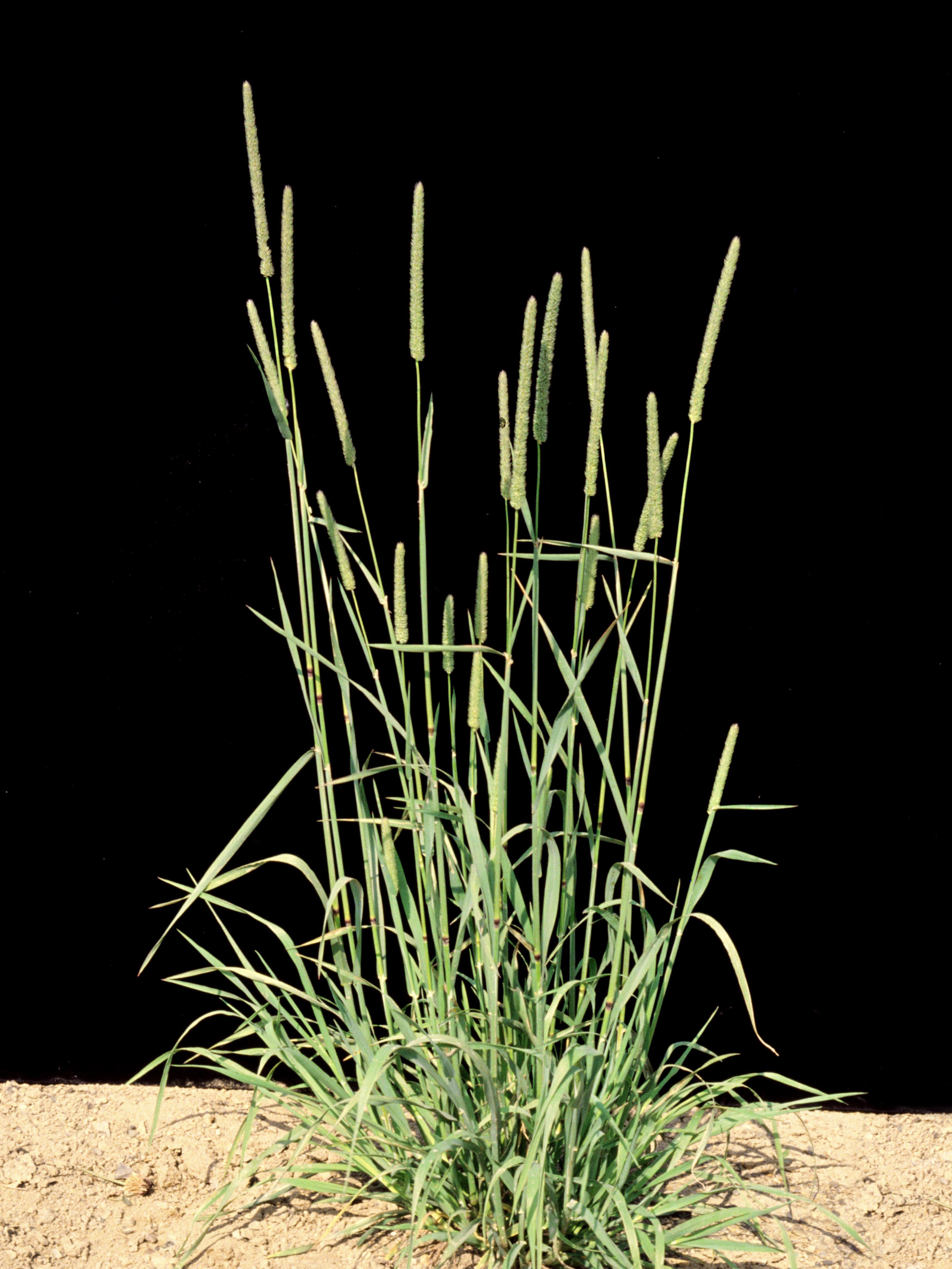 Fléole des prés (Phleum pratense)_6