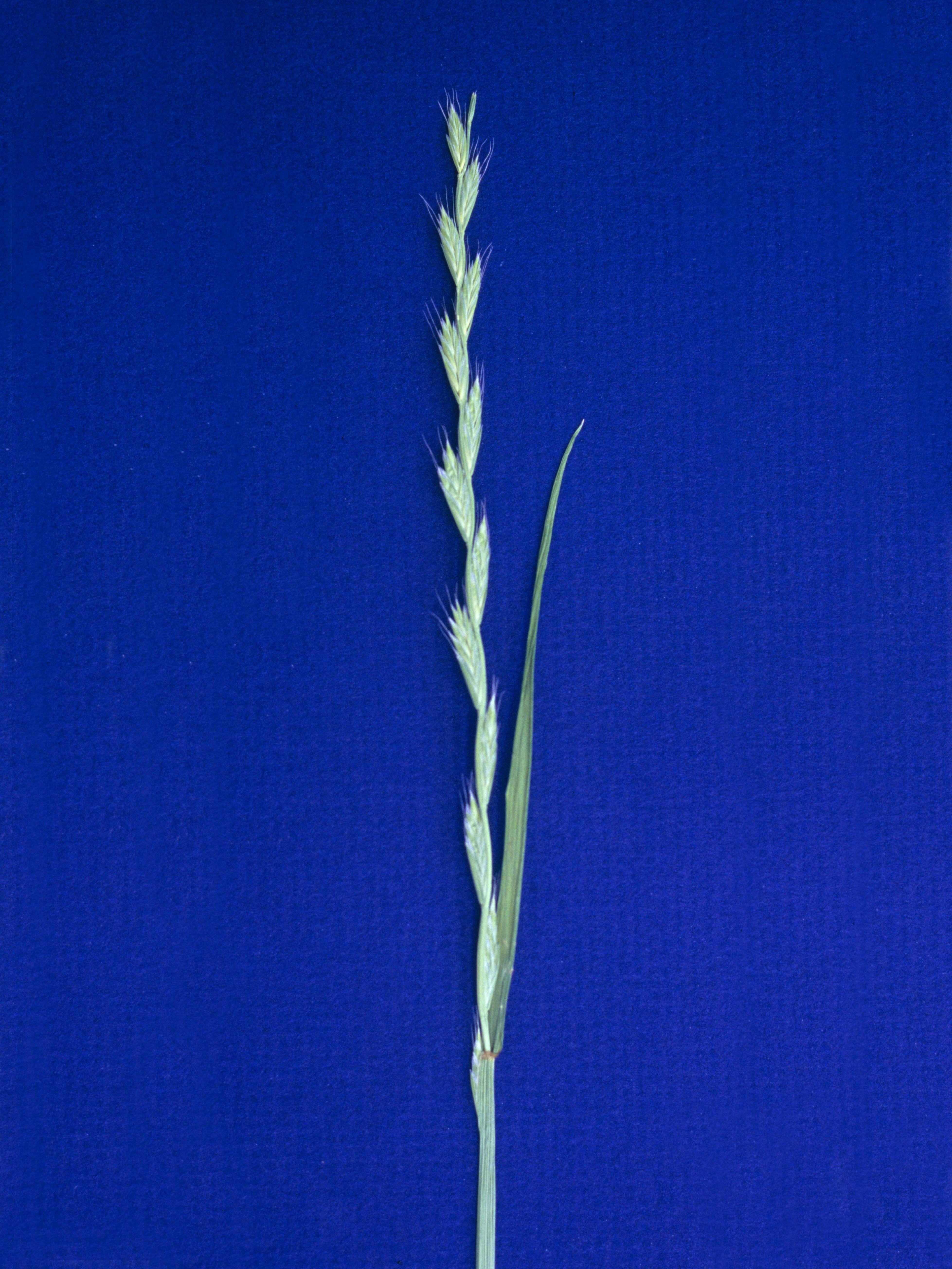 Ivraie multiflore (Lolium multiflorum)_1