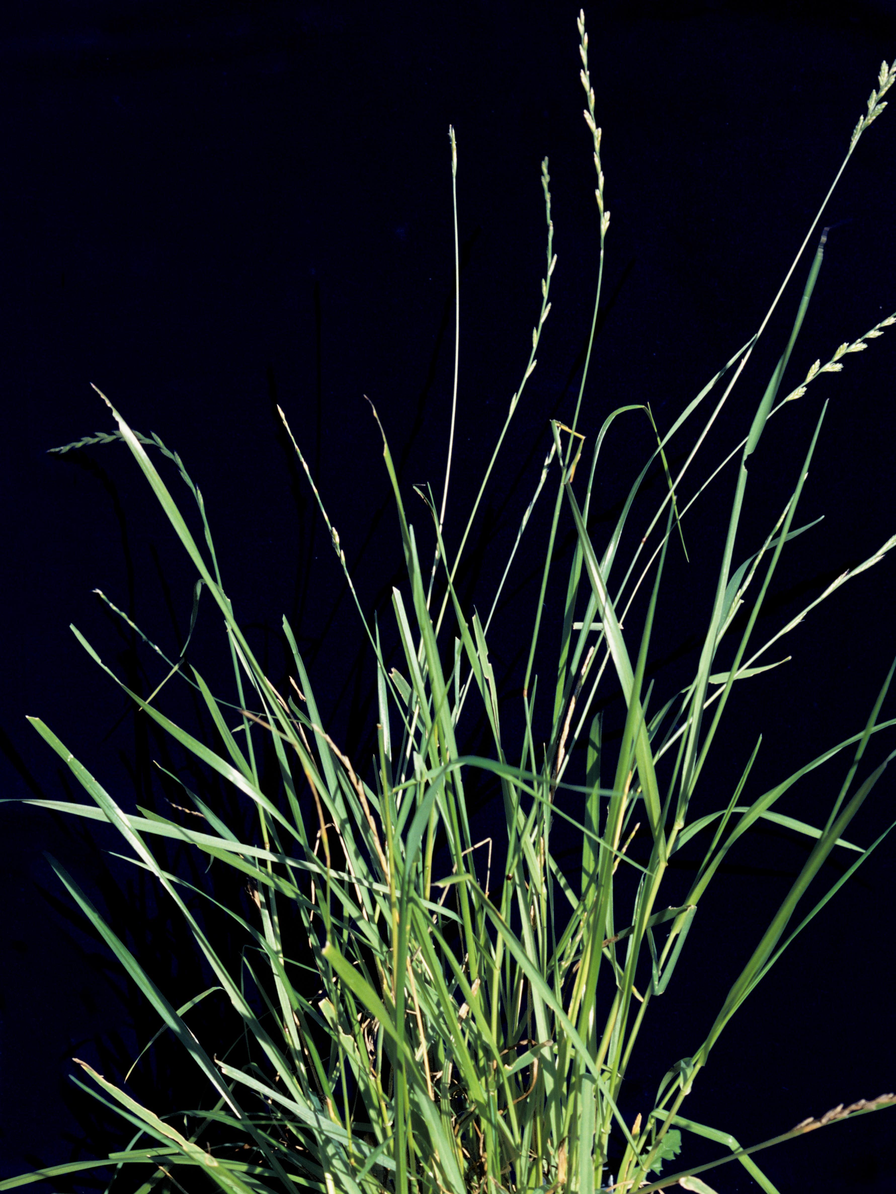 Ivraie multiflore (Lolium multiflorum)_3