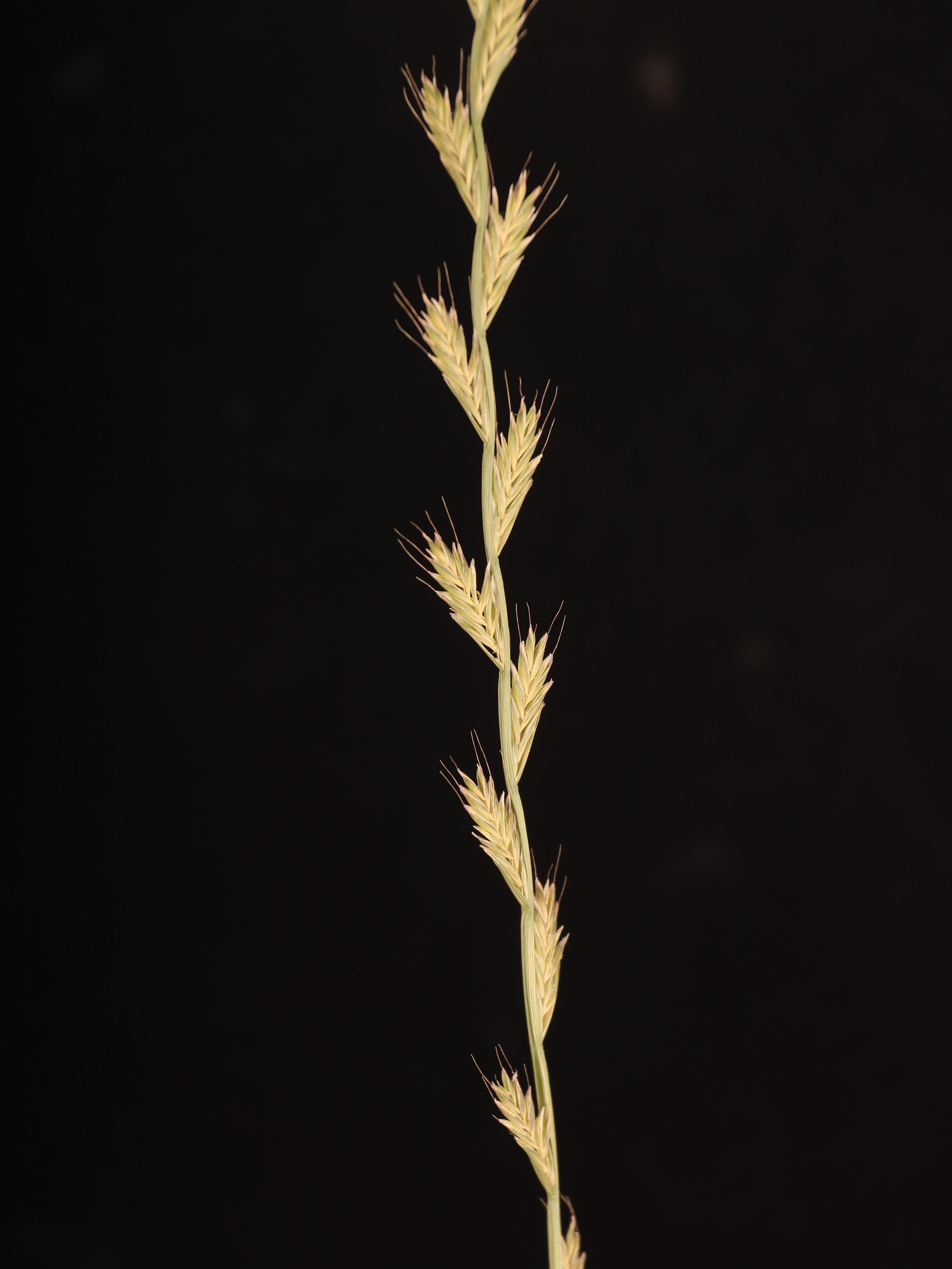 Ivraie multiflore (Lolium multiflorum)_11
