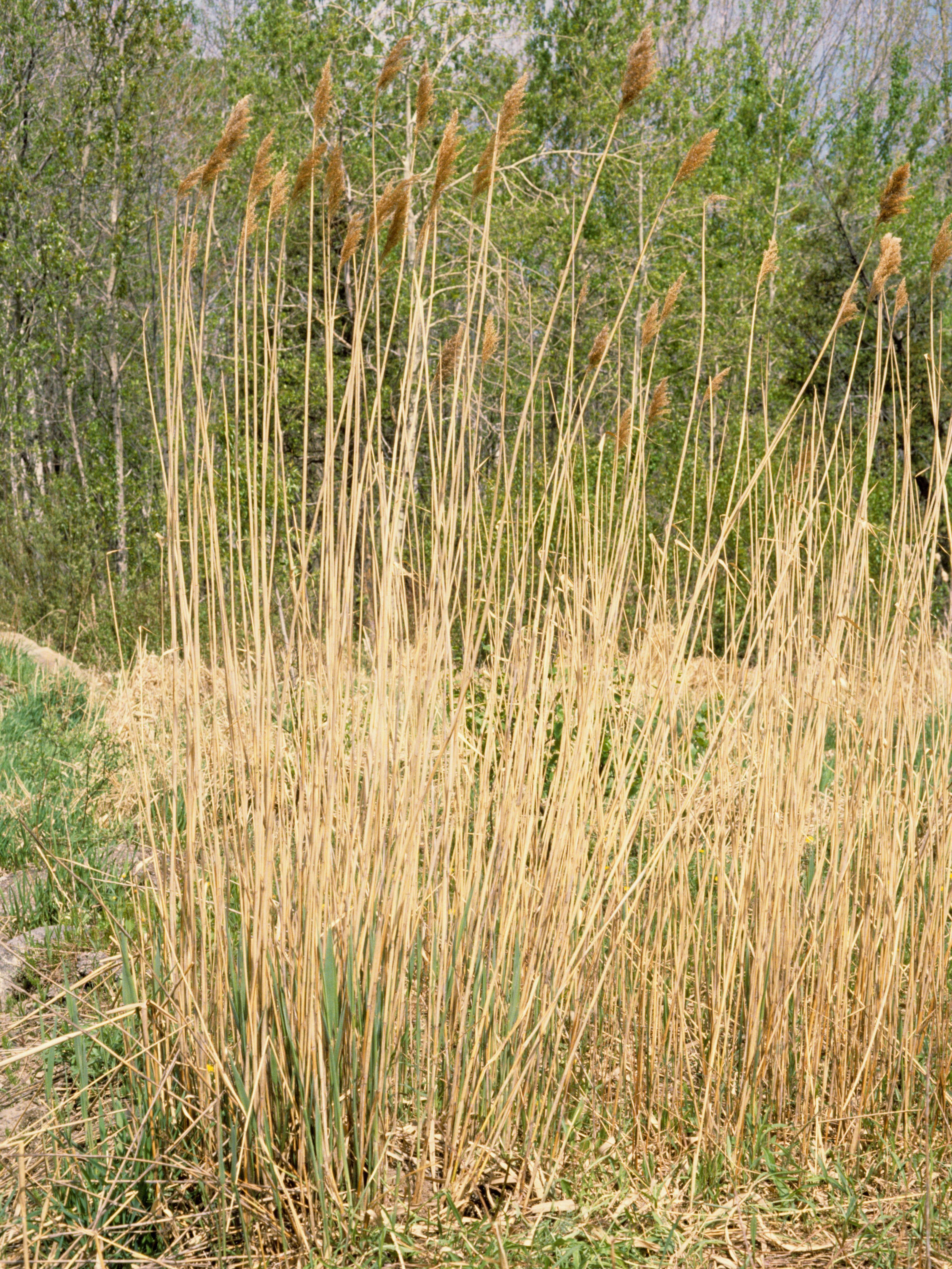 Roseau commun (Phragmites australis)_3