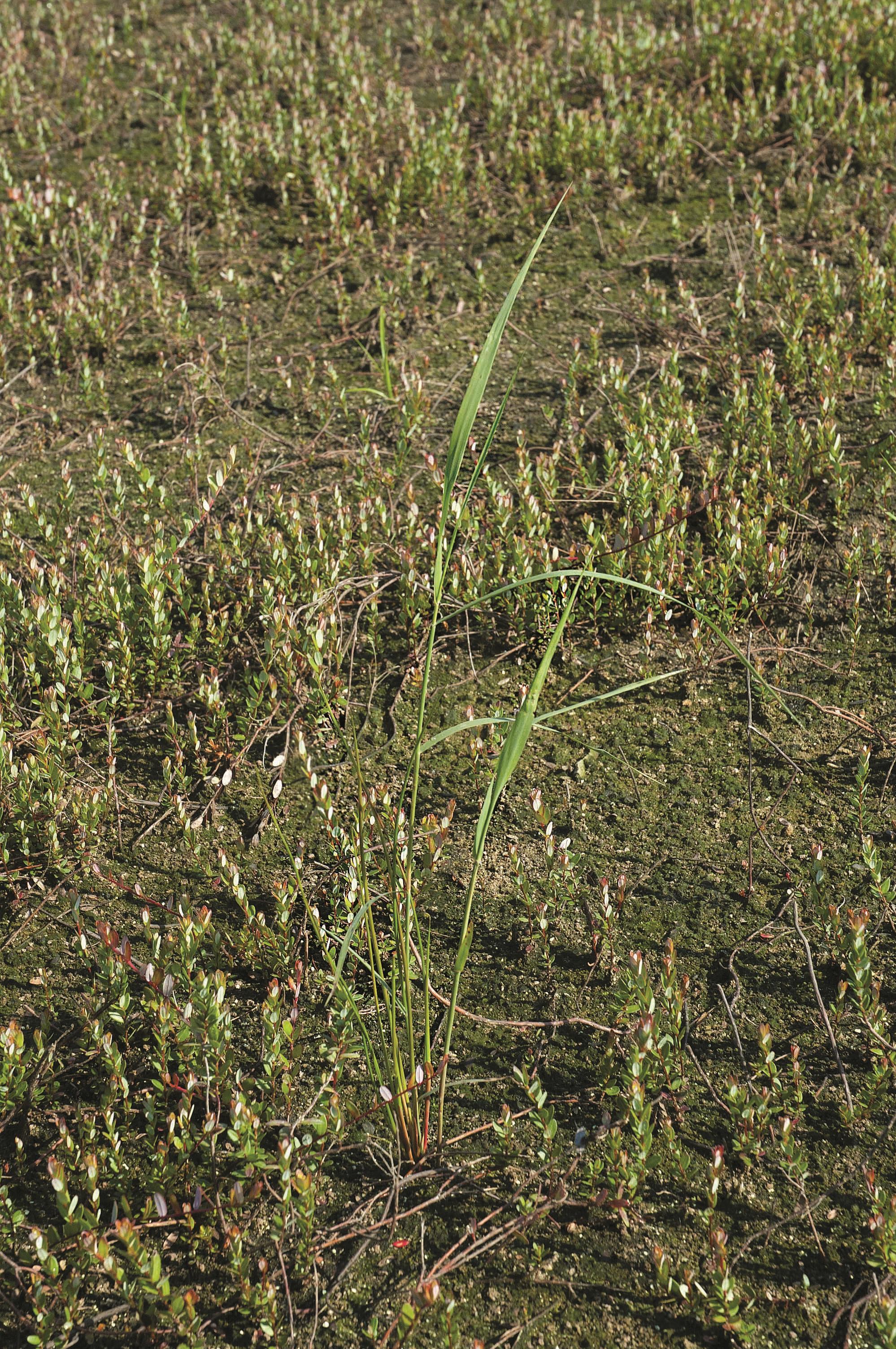 Roseau commun (Phragmites australis)_14