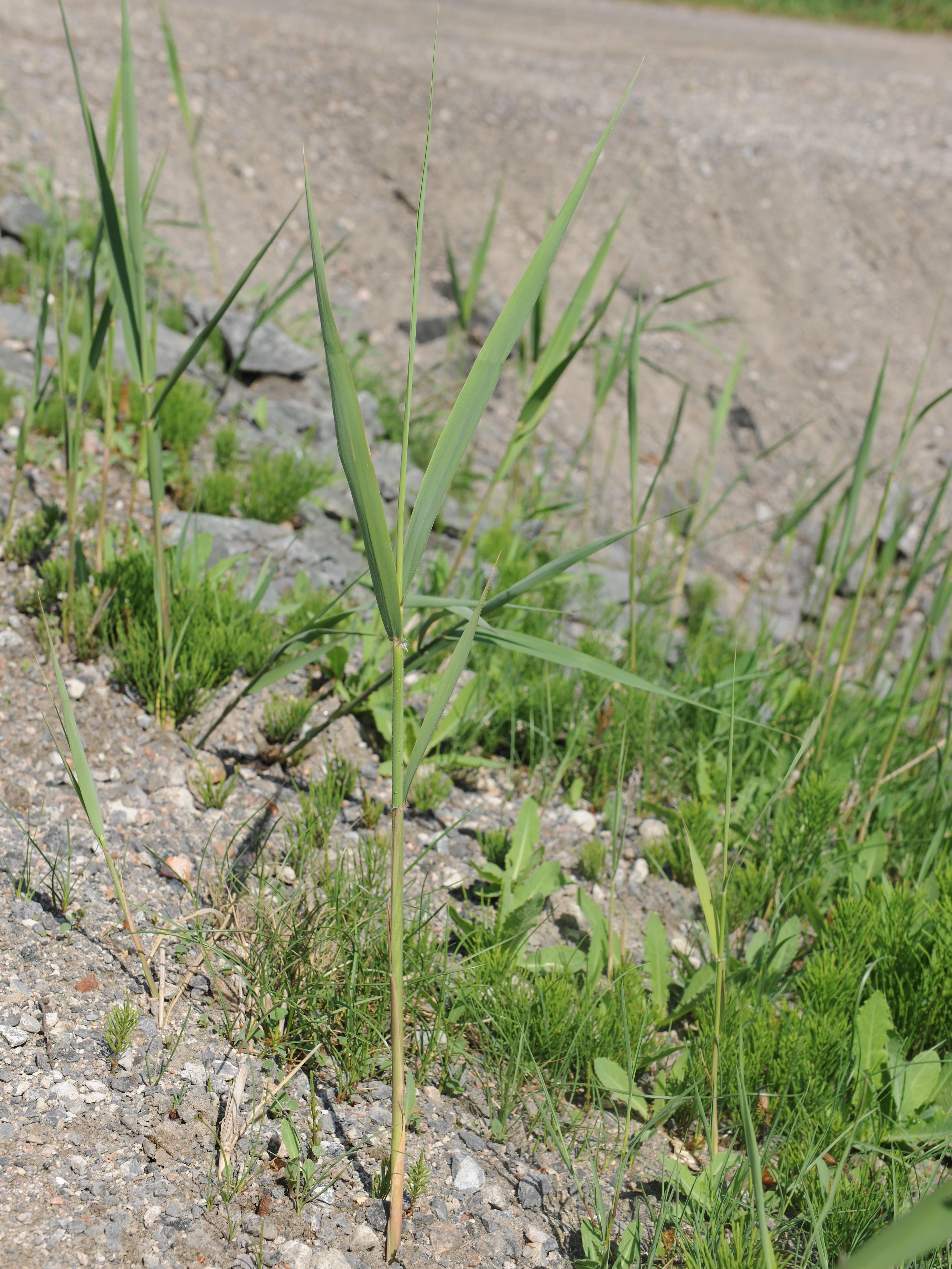Roseau commun (Phragmites australis)_20