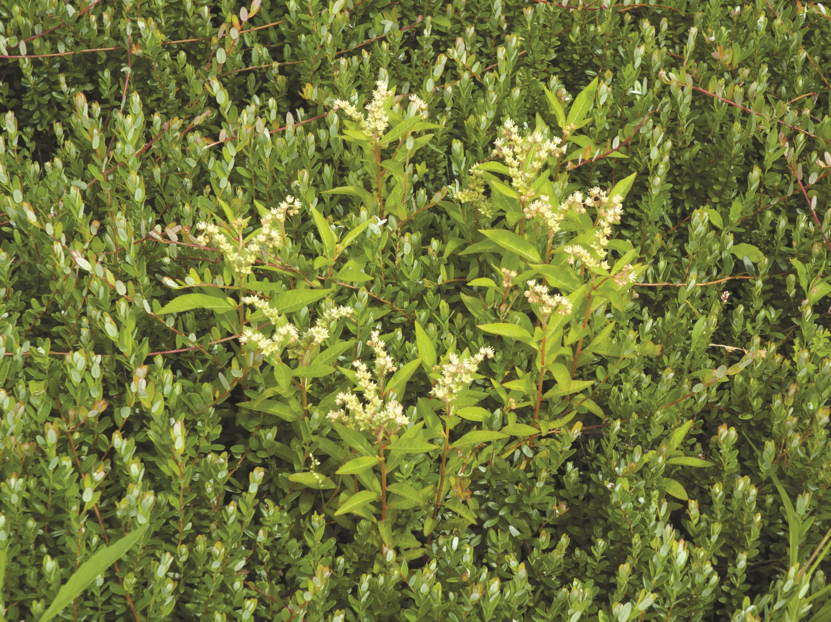 Penthorum faux-orpin (Penthorum sedoides)_2