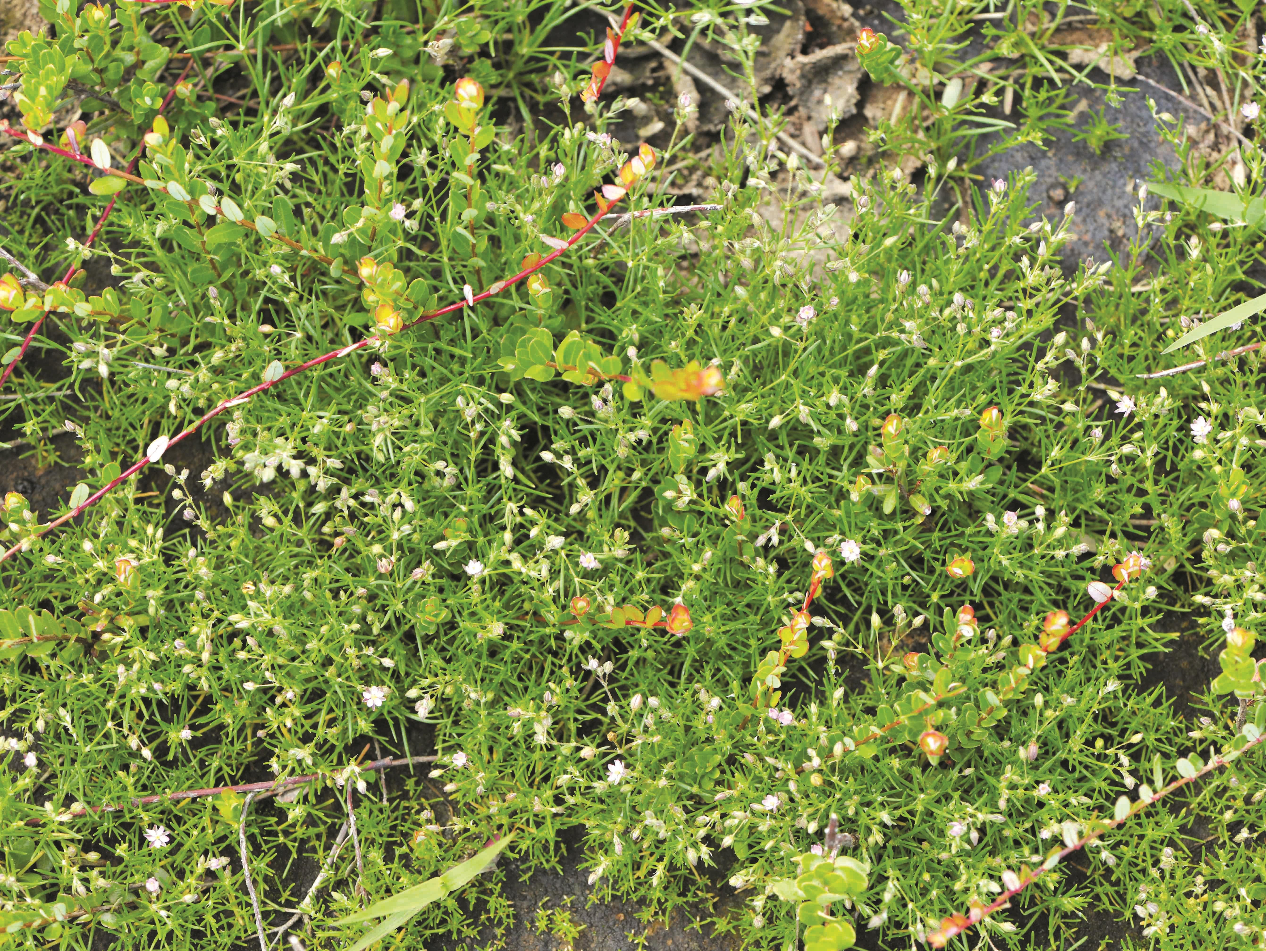 Spergulaire rouge(Spergularia rubra)_1