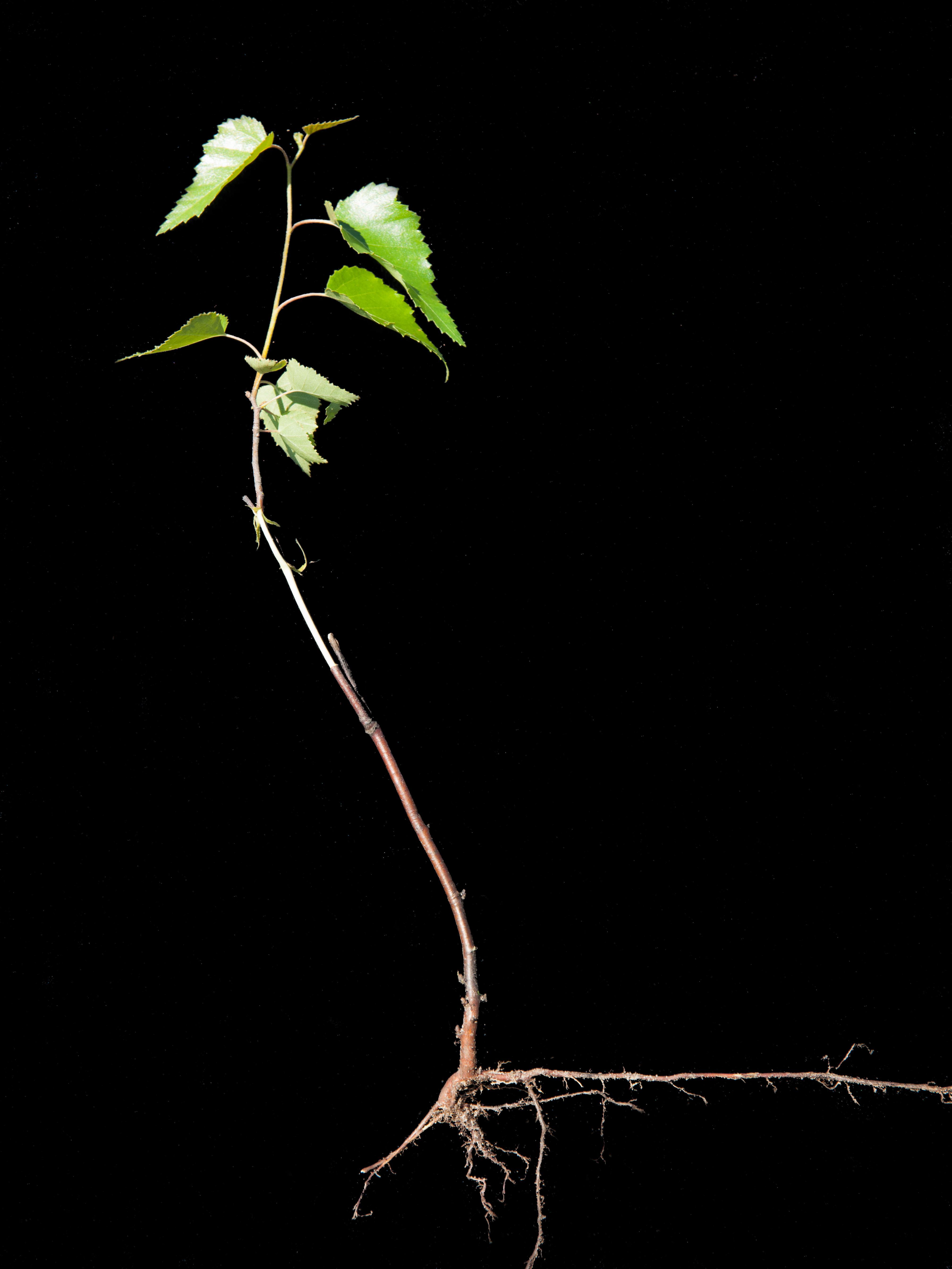 Bouleau gris(Betula populifolia)_2