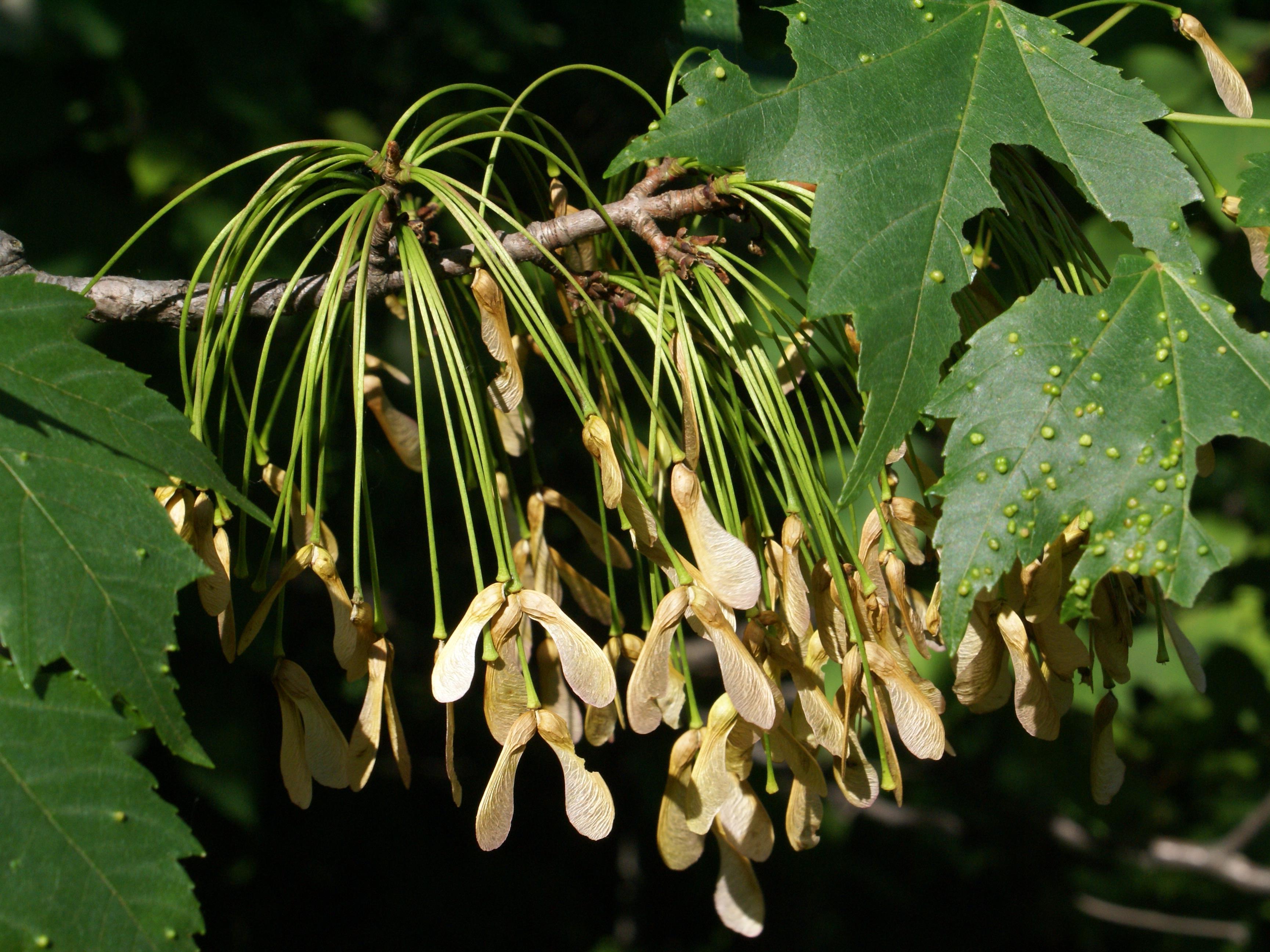 Érable rouge (Acer rubrum)_8