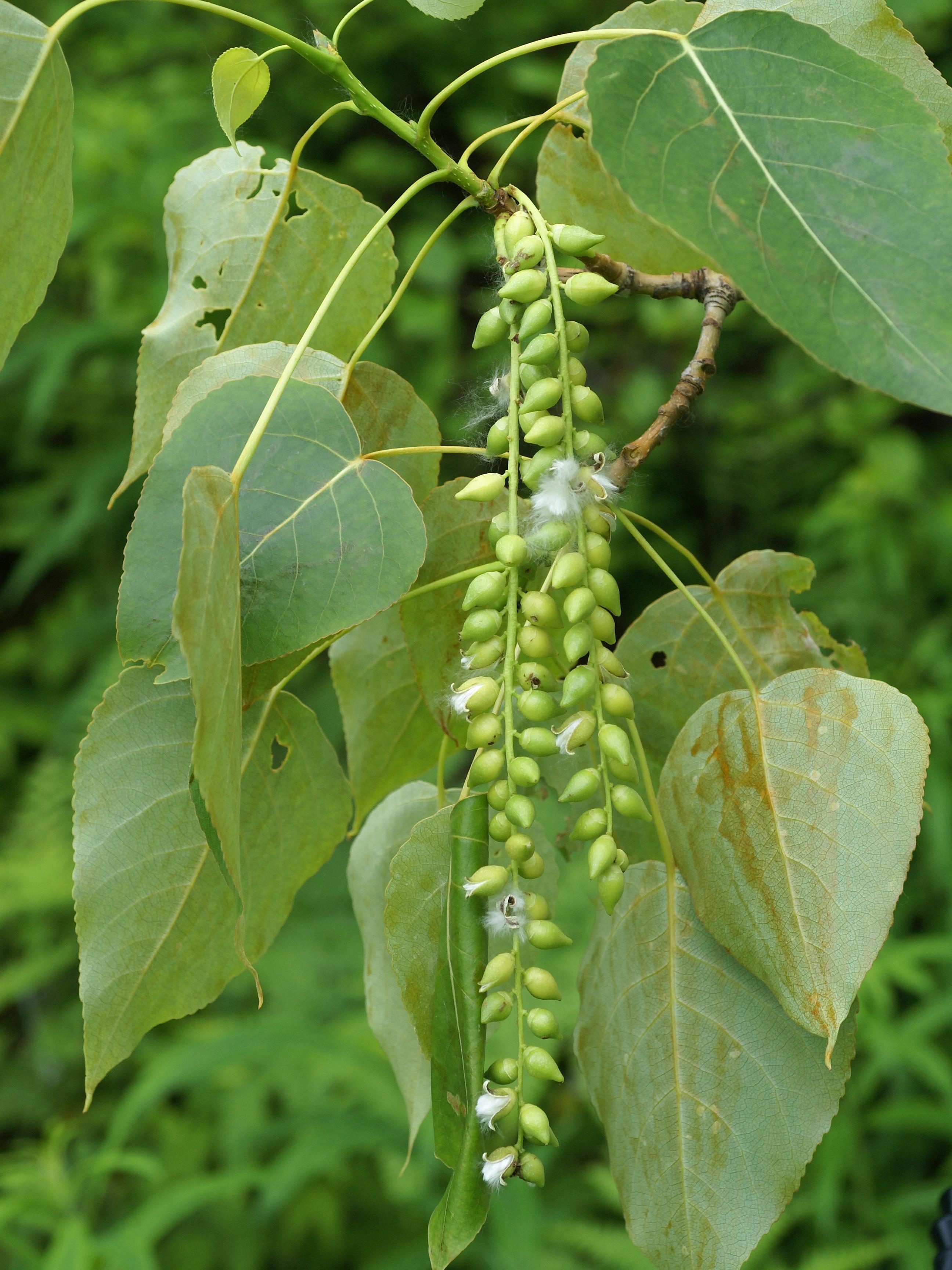 Peuplier baumier (Populus balsamifera)_8