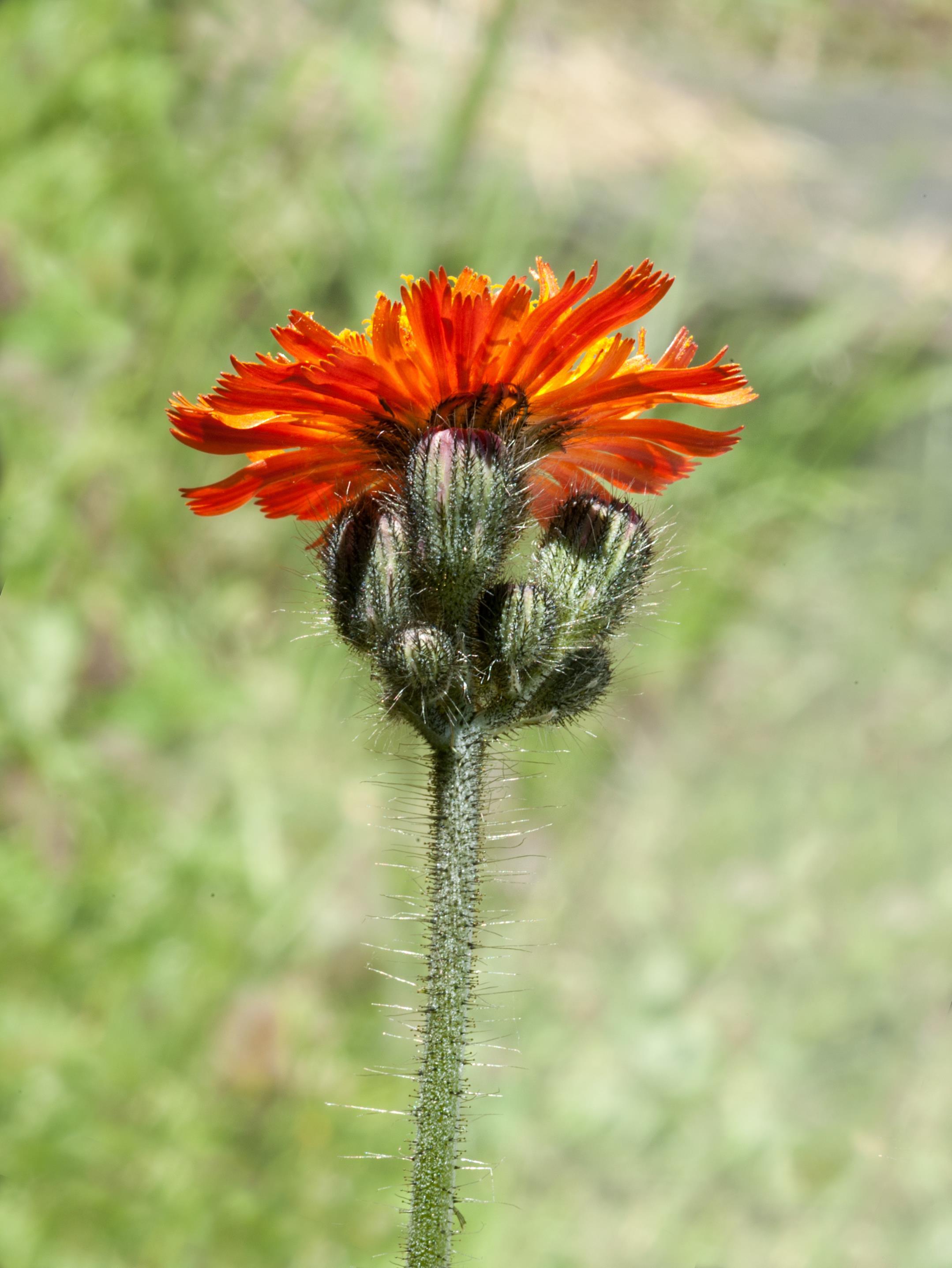 Épervière orangée(Pilosella aurantiaca)_1