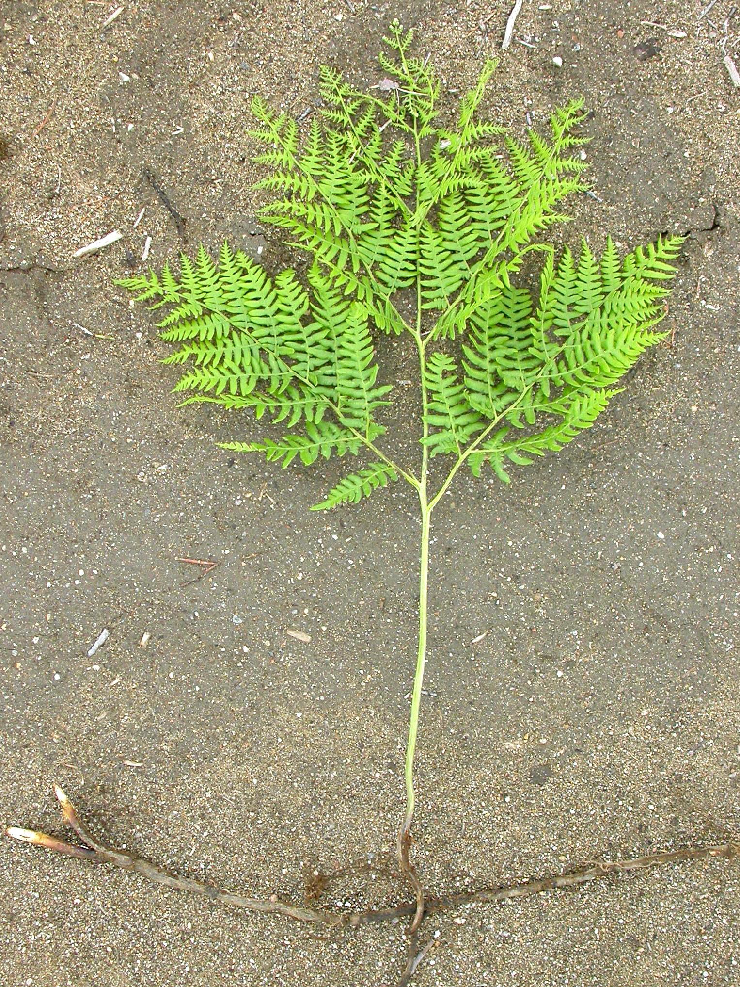 Fougère-aigle (Pteridium aquilinum)_2