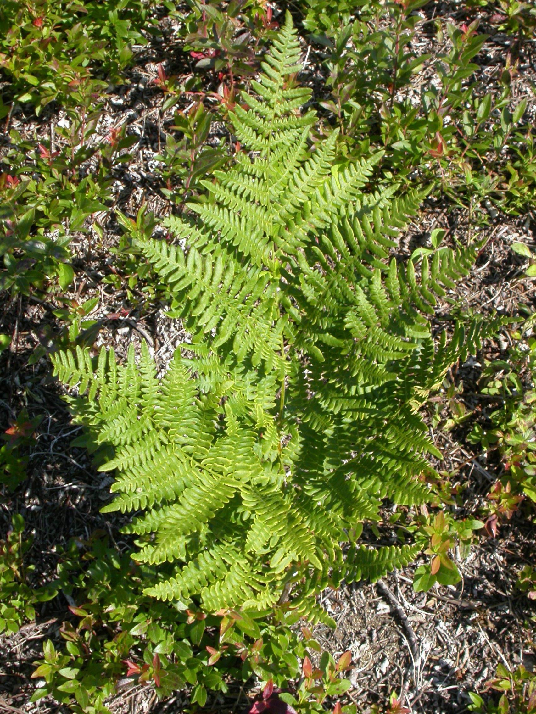 Fougère-aigle (Pteridium aquilinum)_3