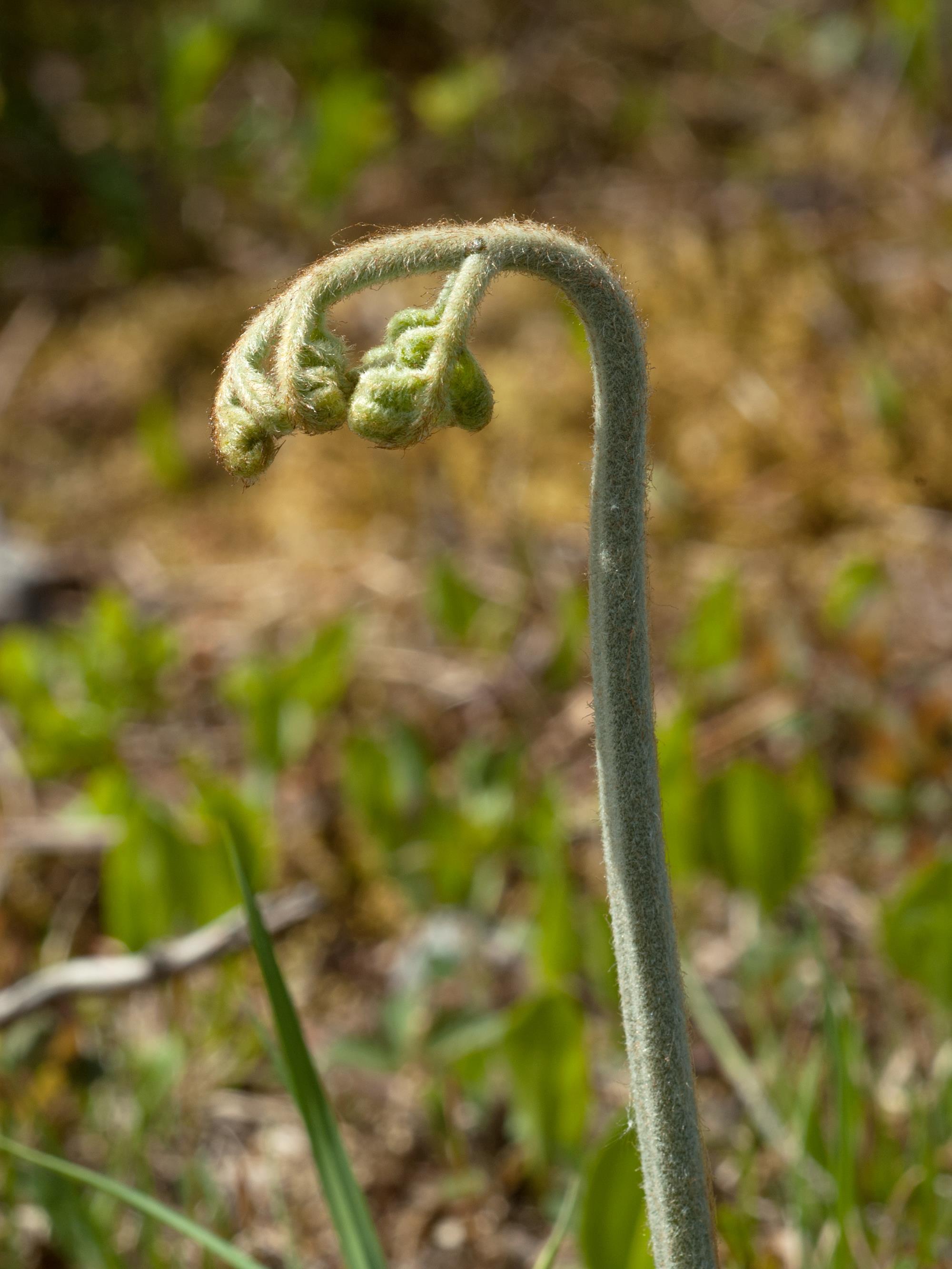 Fougère-aigle (Pteridium aquilinum)_4