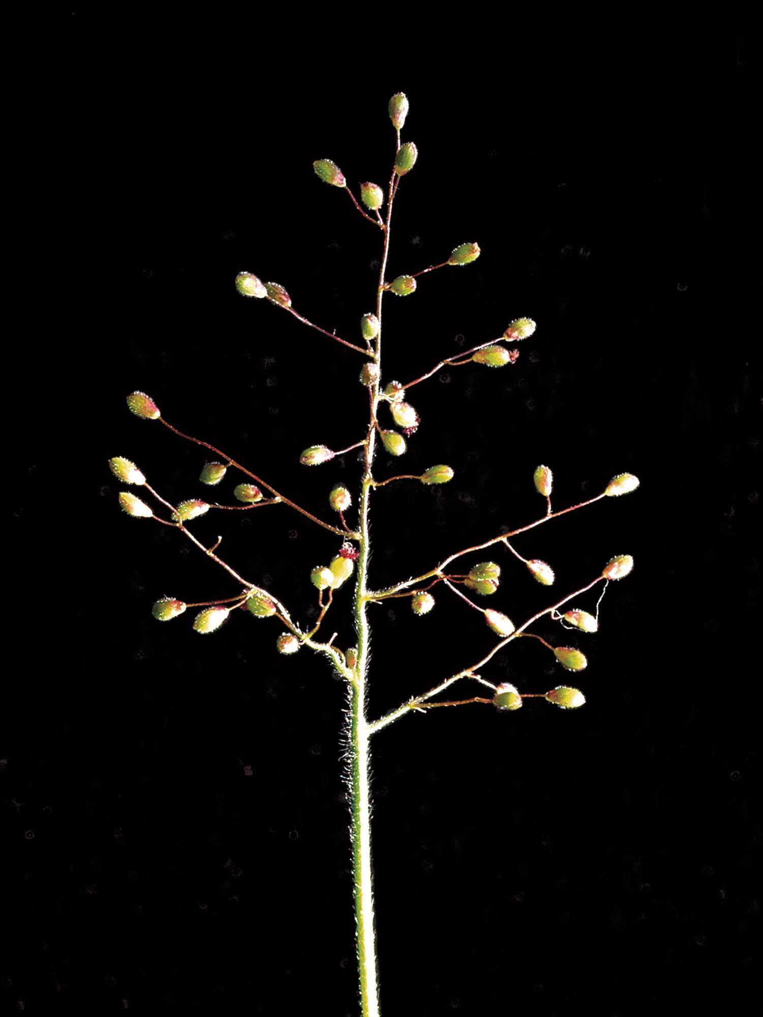 Panic laineux (Dichanthelium lanuginosum)_3