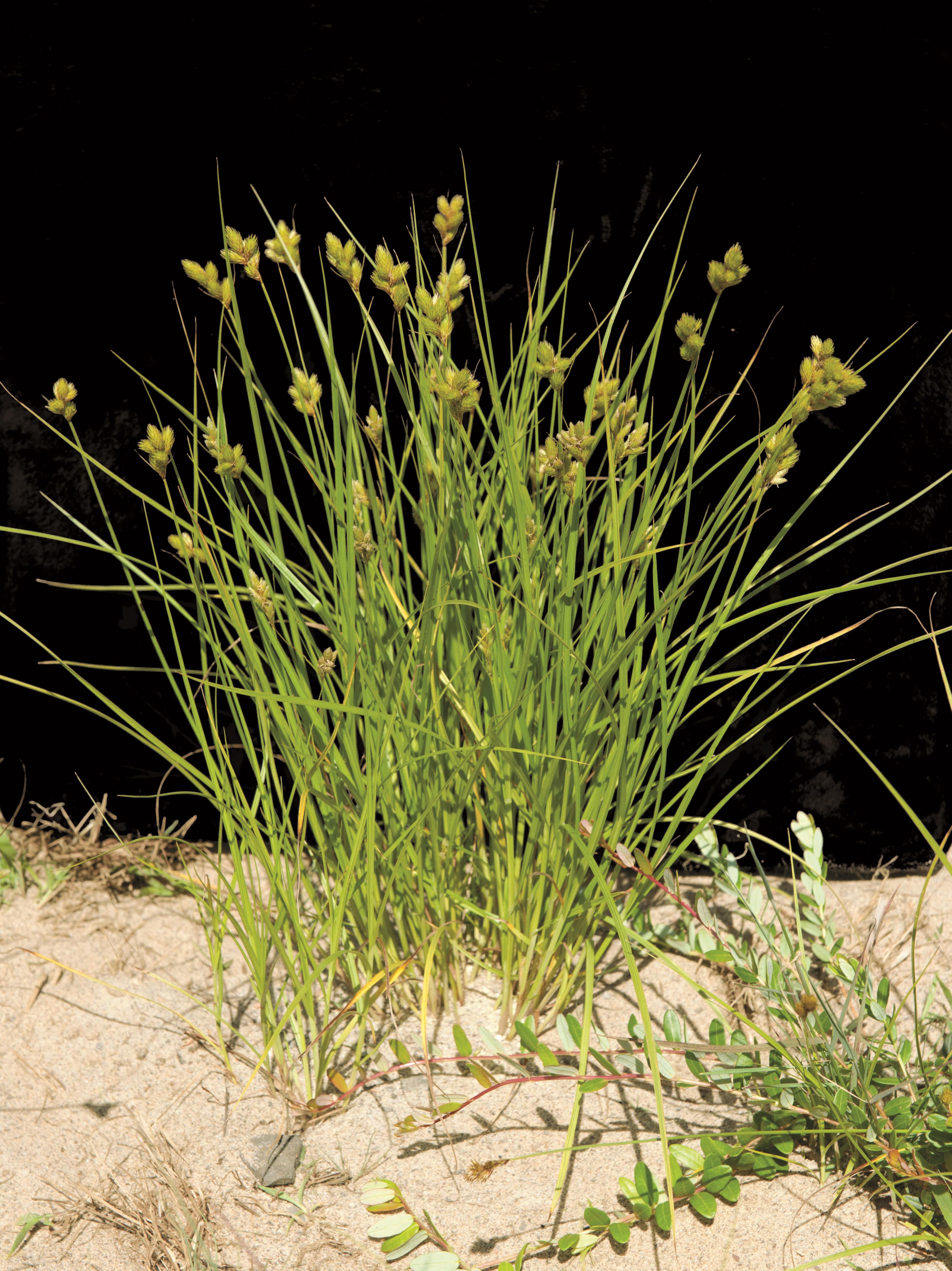 Carex Crawford(Carex crawfordii)_4