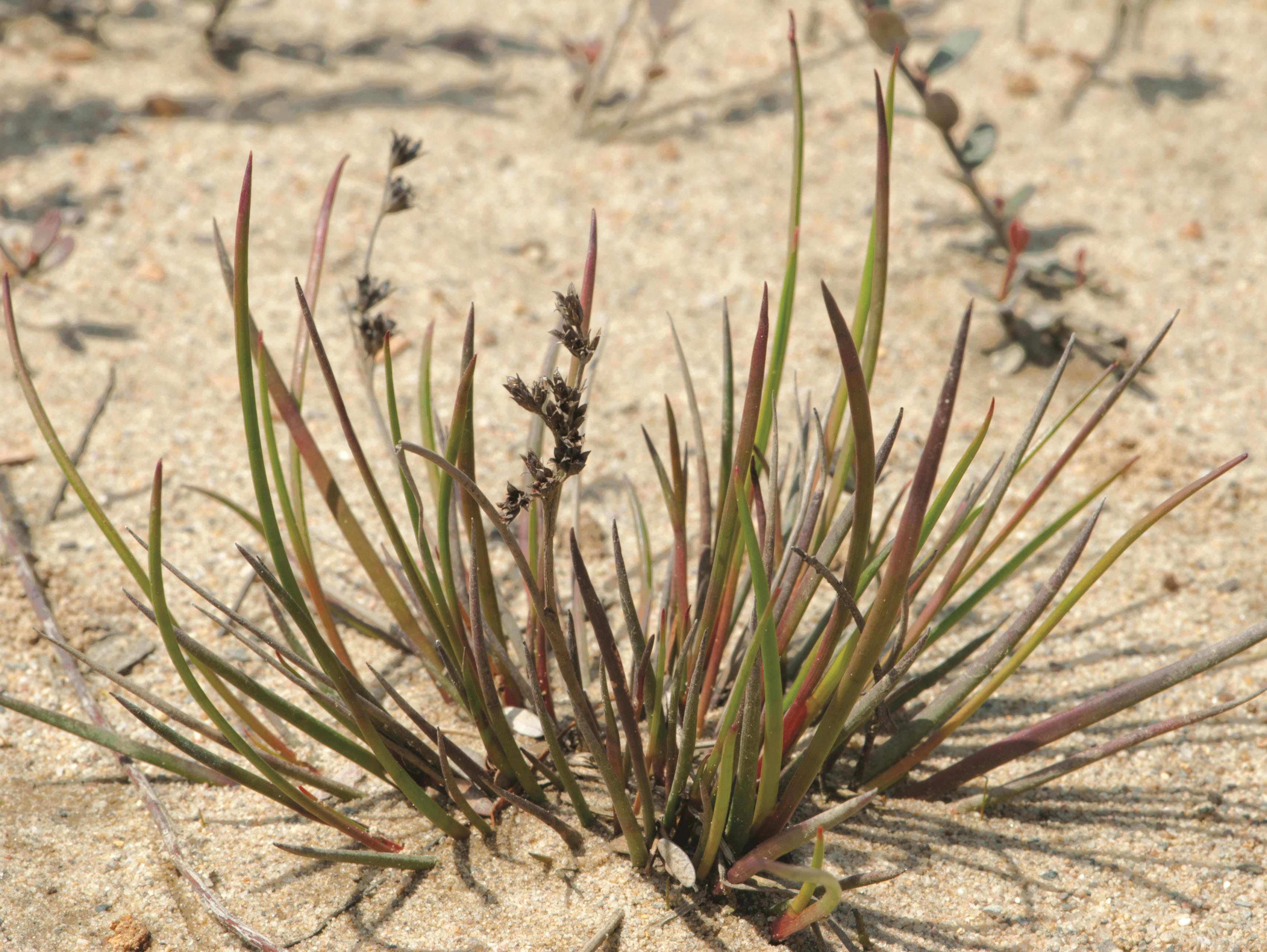 Jonc brévicaudé (Juncus tweetyi)_1