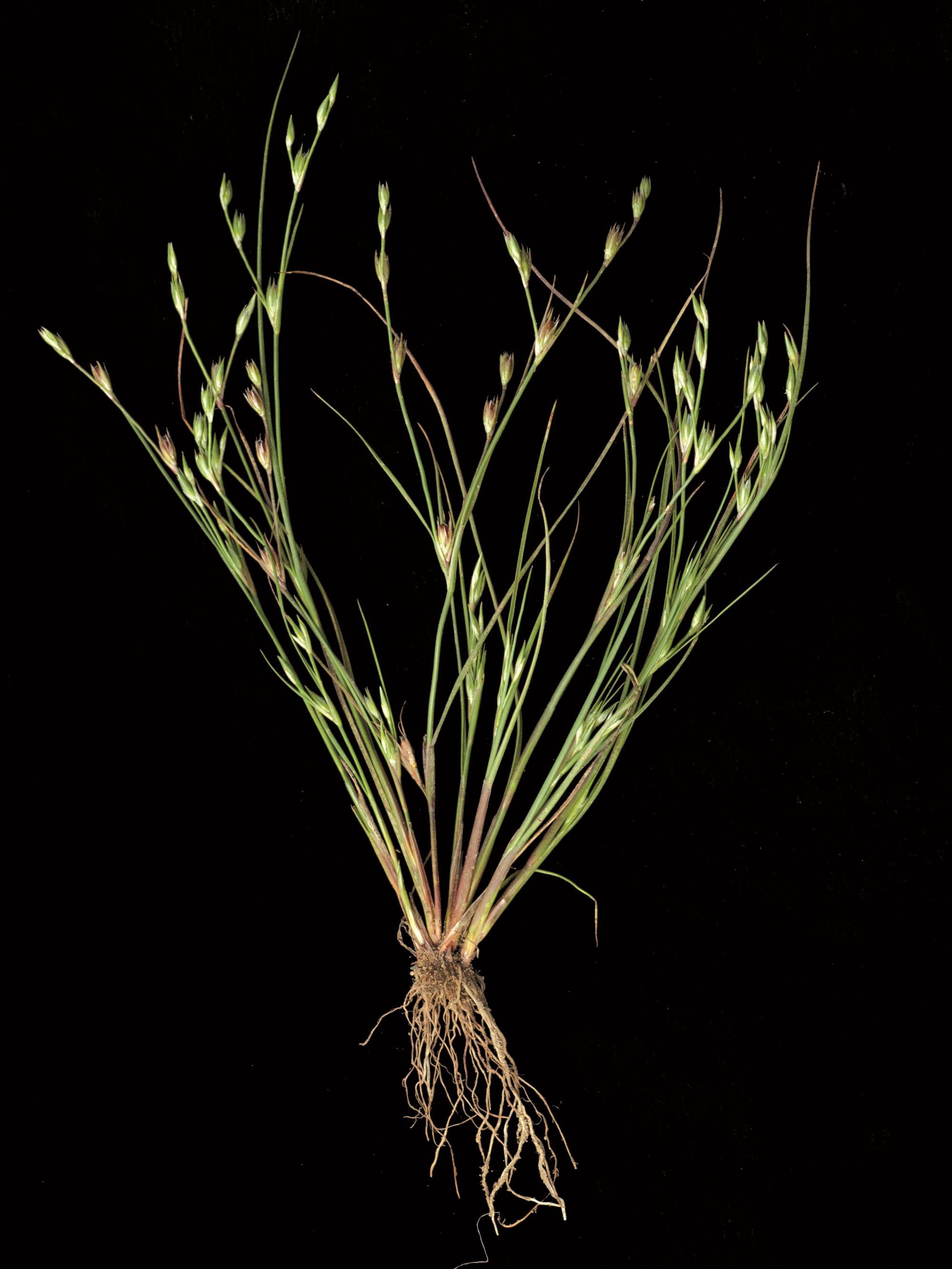 Jonc des crapauds (Juncus bufonius)_1