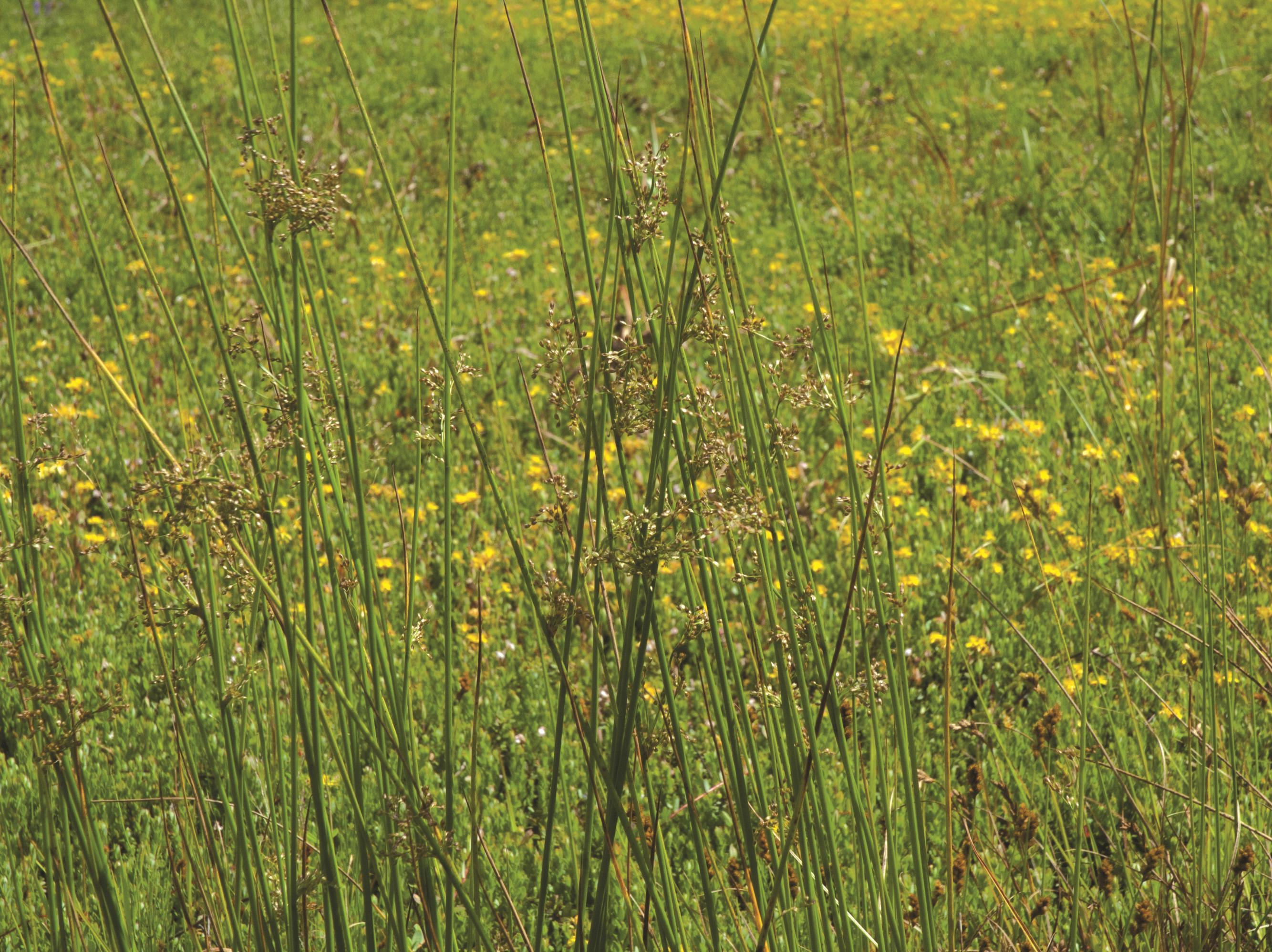 Jonc épars (Juncus effusus)_1