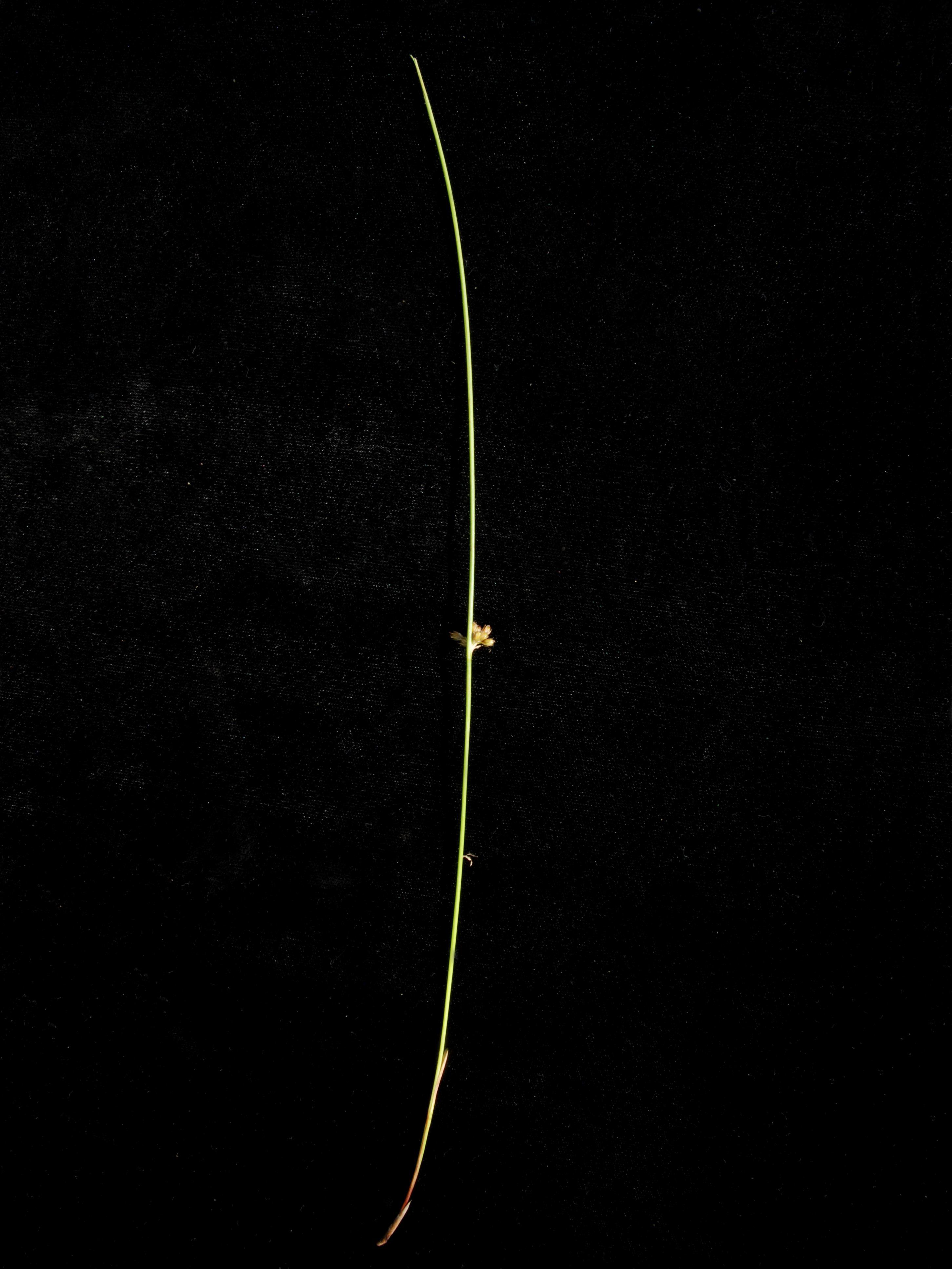 Jonc filiforme (Juncus filiformis)_3