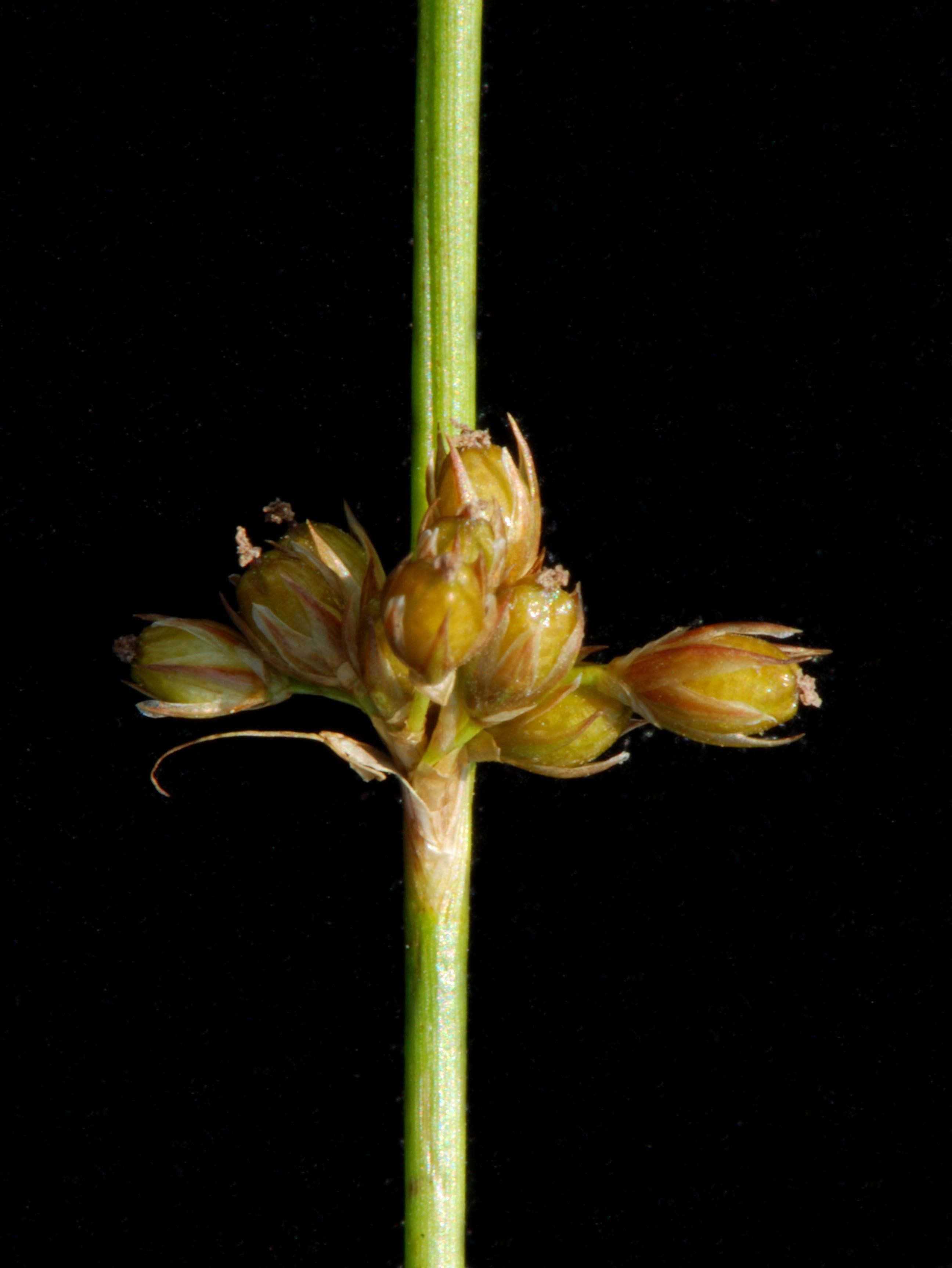 Jonc filiforme (Juncus filiformis)_4