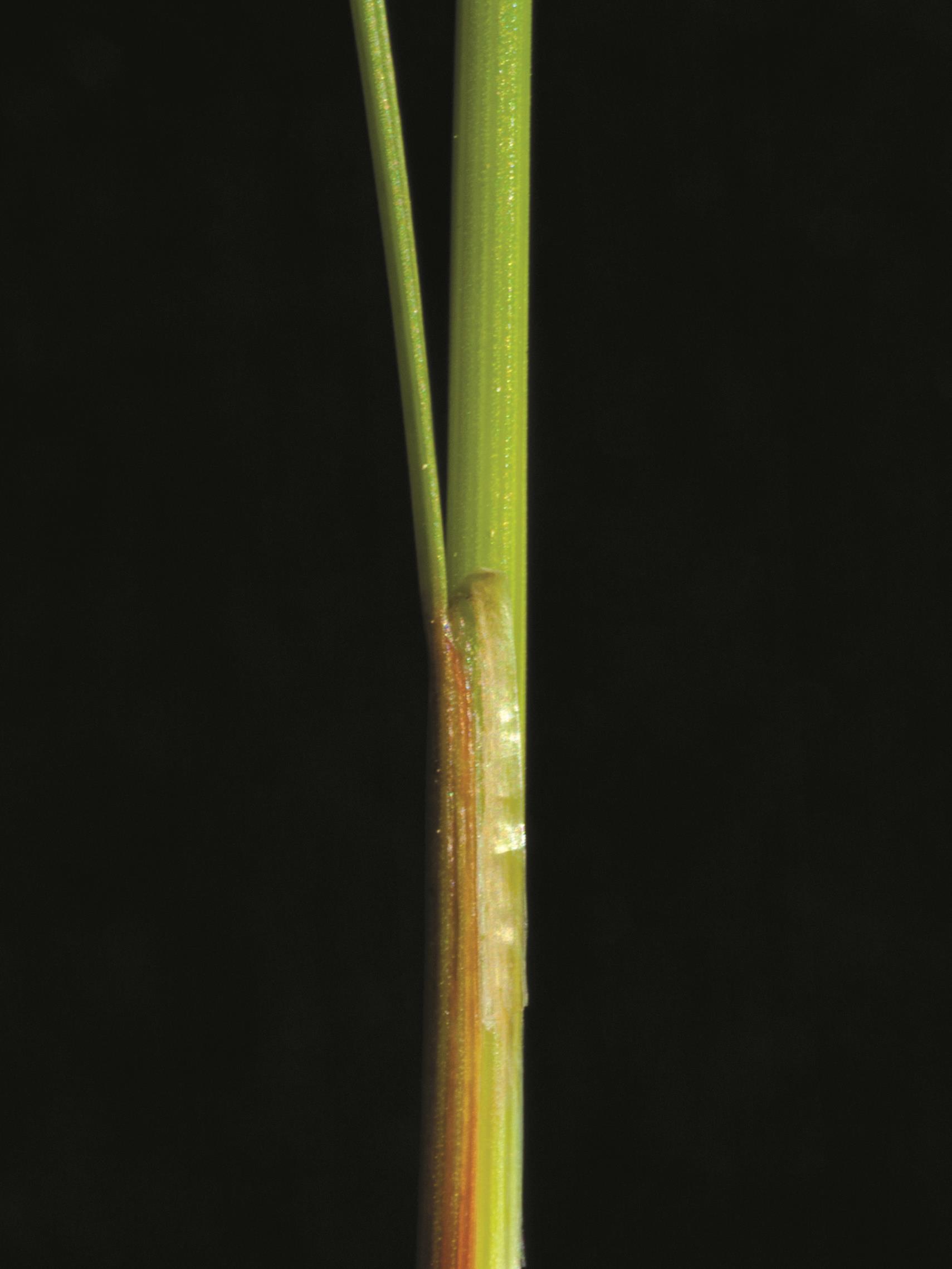 Jonc grêle (Juncus tenuis)_4