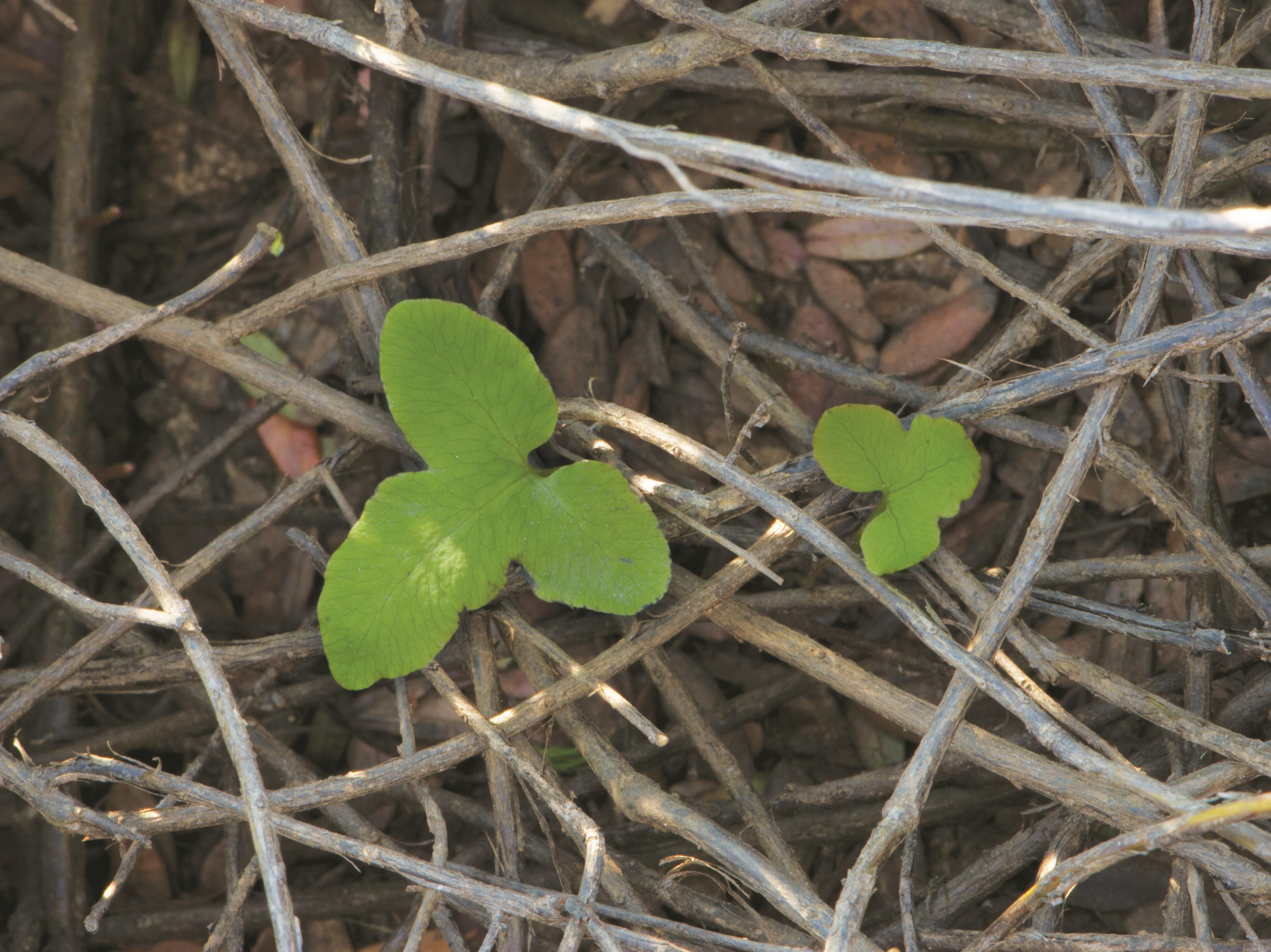 Onoclée sensible (Onoclea sensibilis)_2