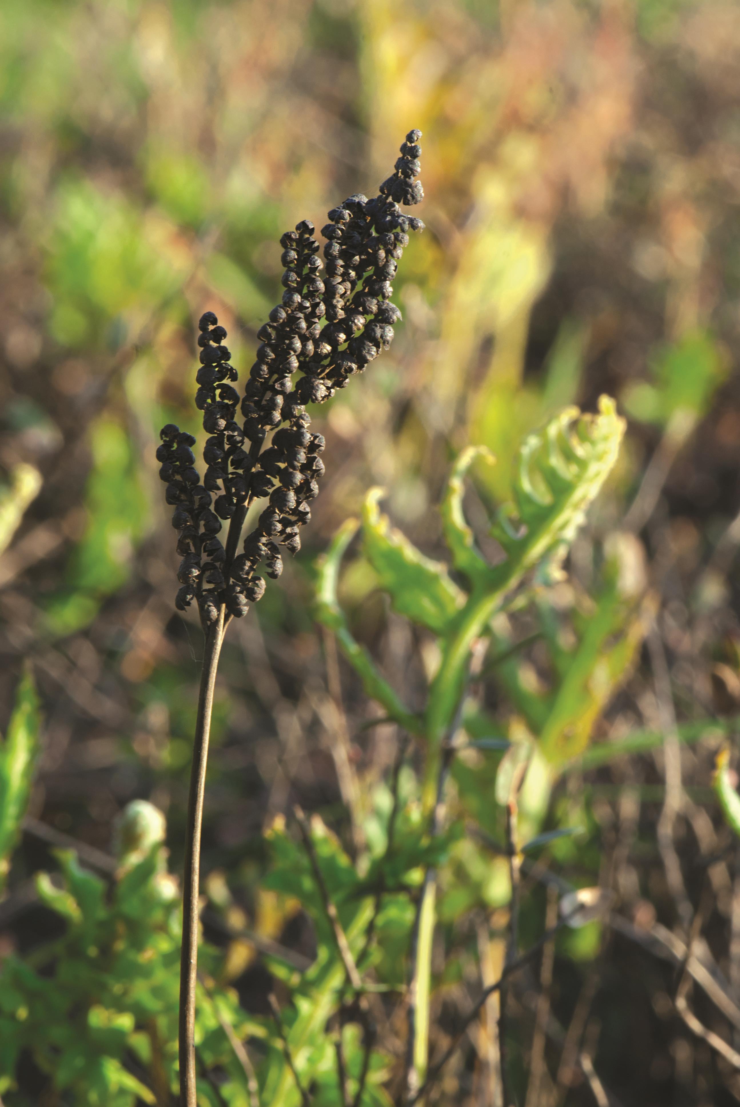 Onoclée sensible (Onoclea sensibilis)_10