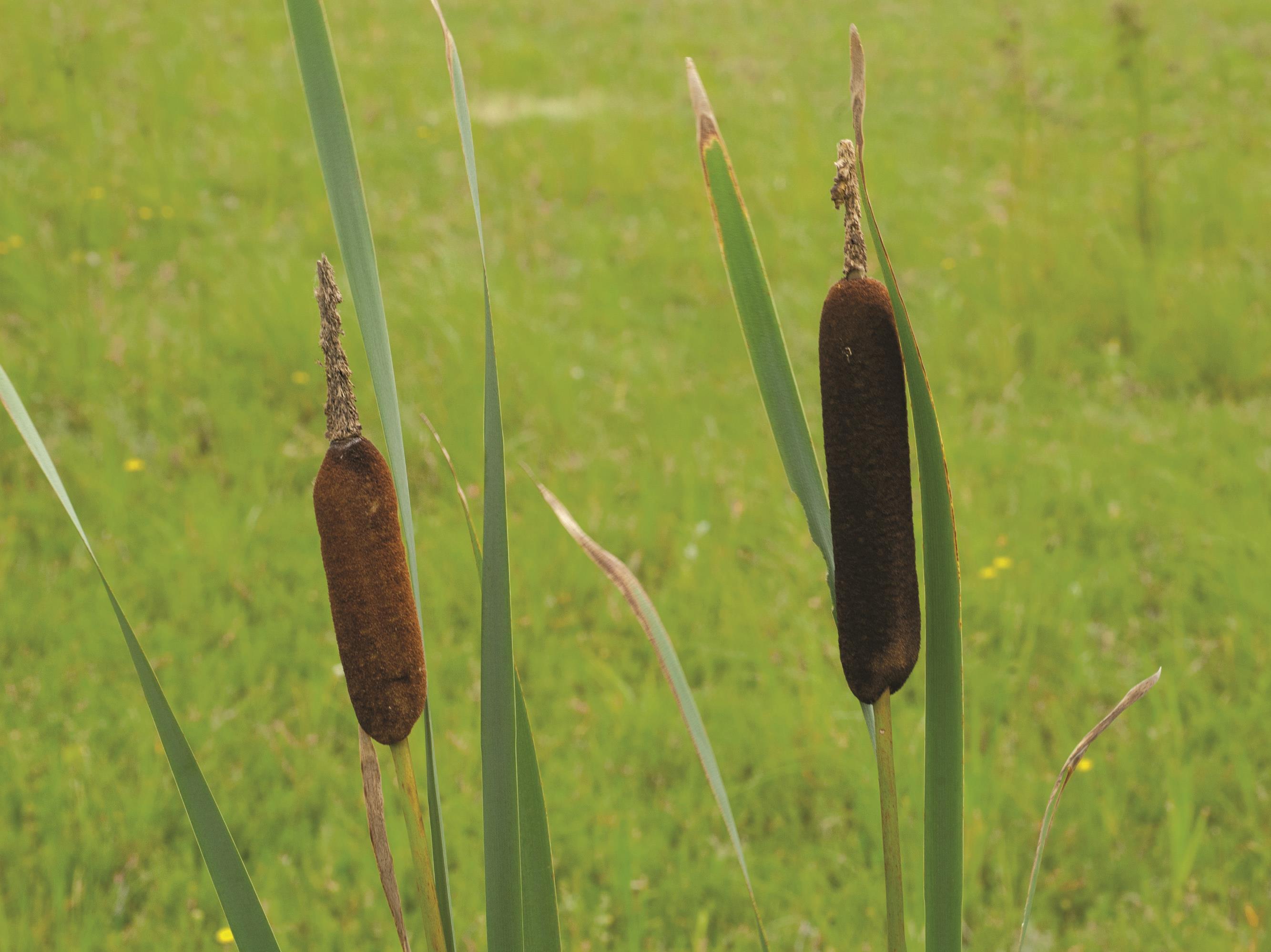 Quenouille feuilles larges (Typha latifolia)_1