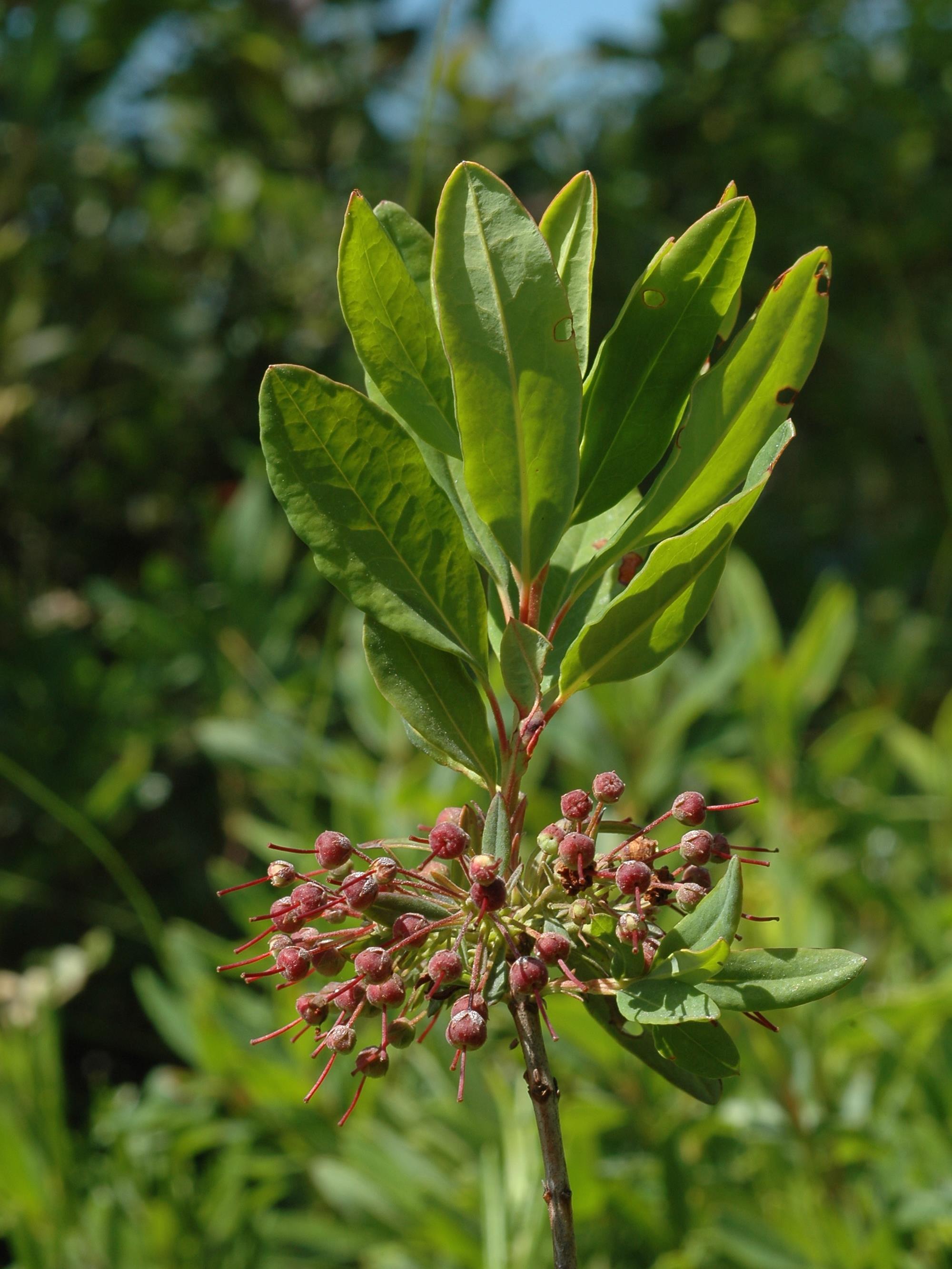 Kalmia feuilles étroites (Kalmia angustifolia)_3