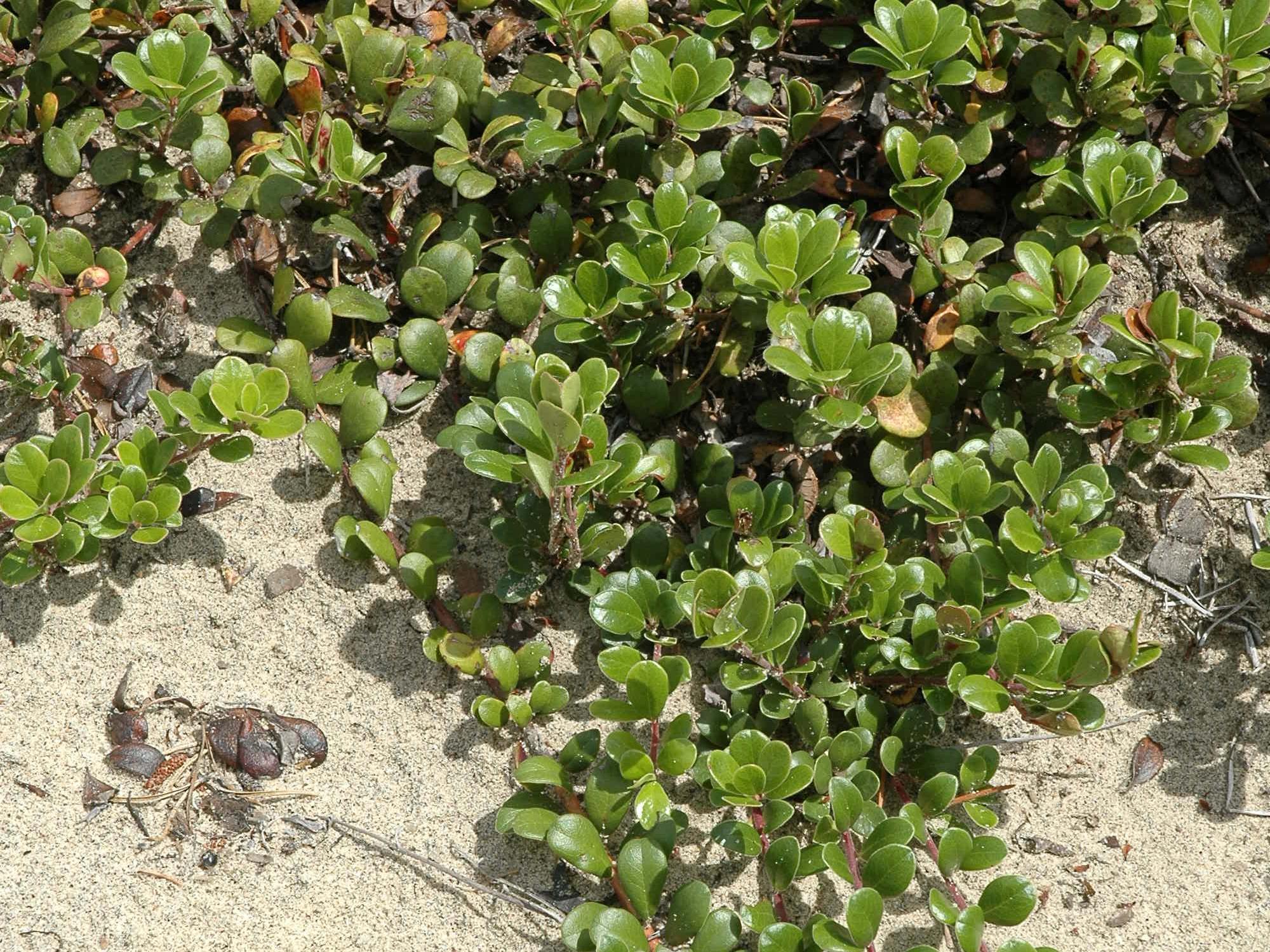 Raisin ours (Arctostaphylos uva-ursi)_4